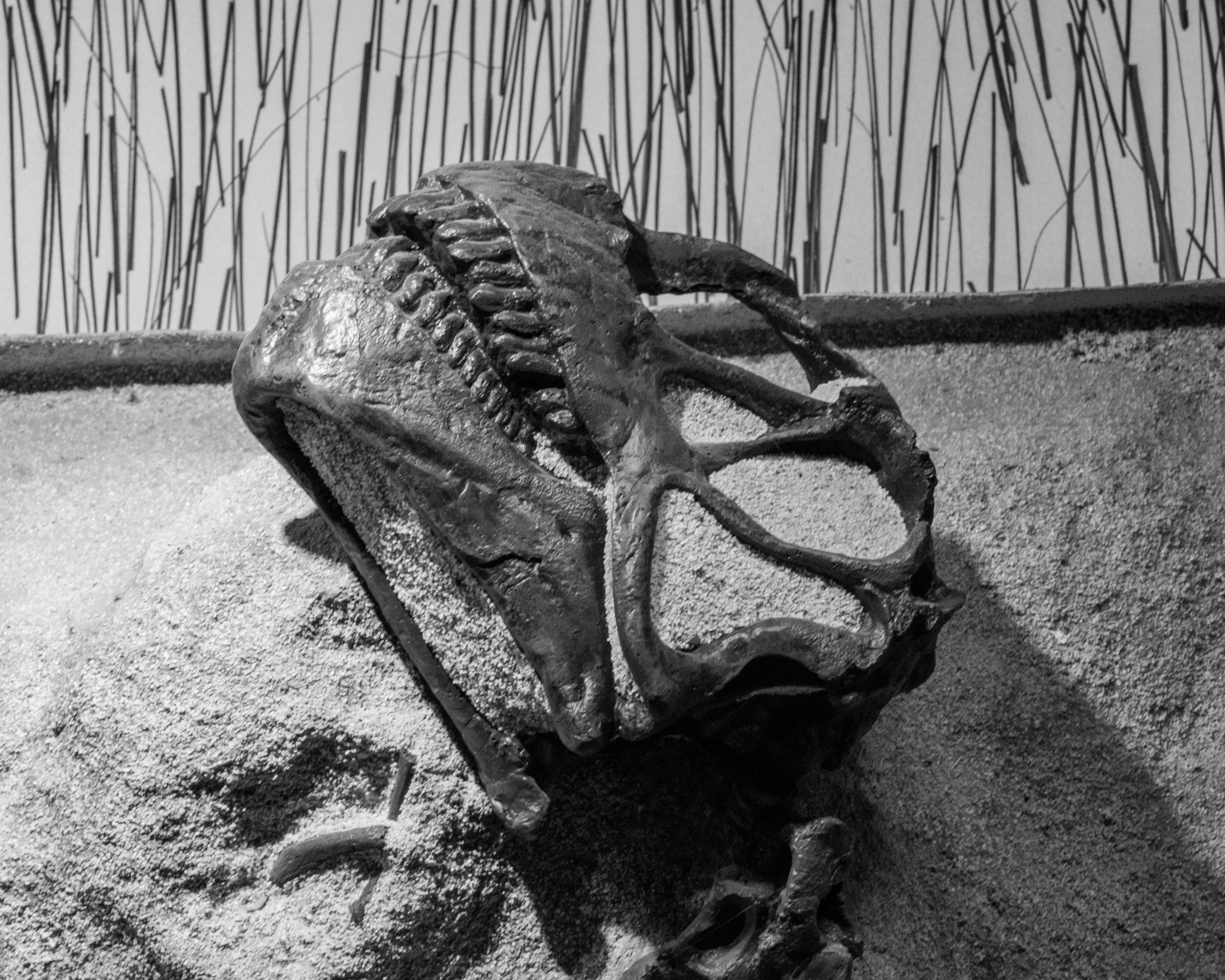 Dinosaur NM-117.jpg