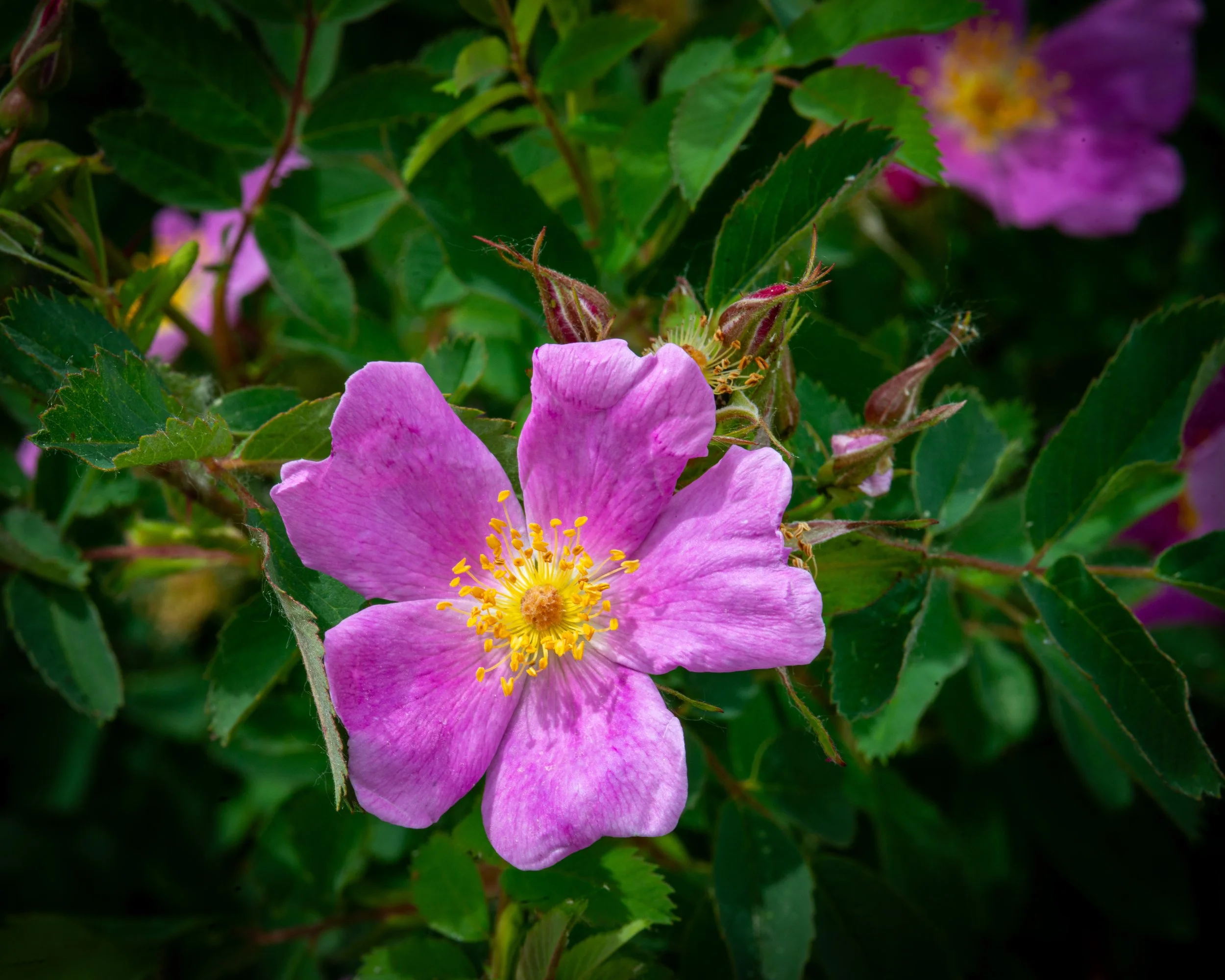 Fernie Flowers-555.jpg