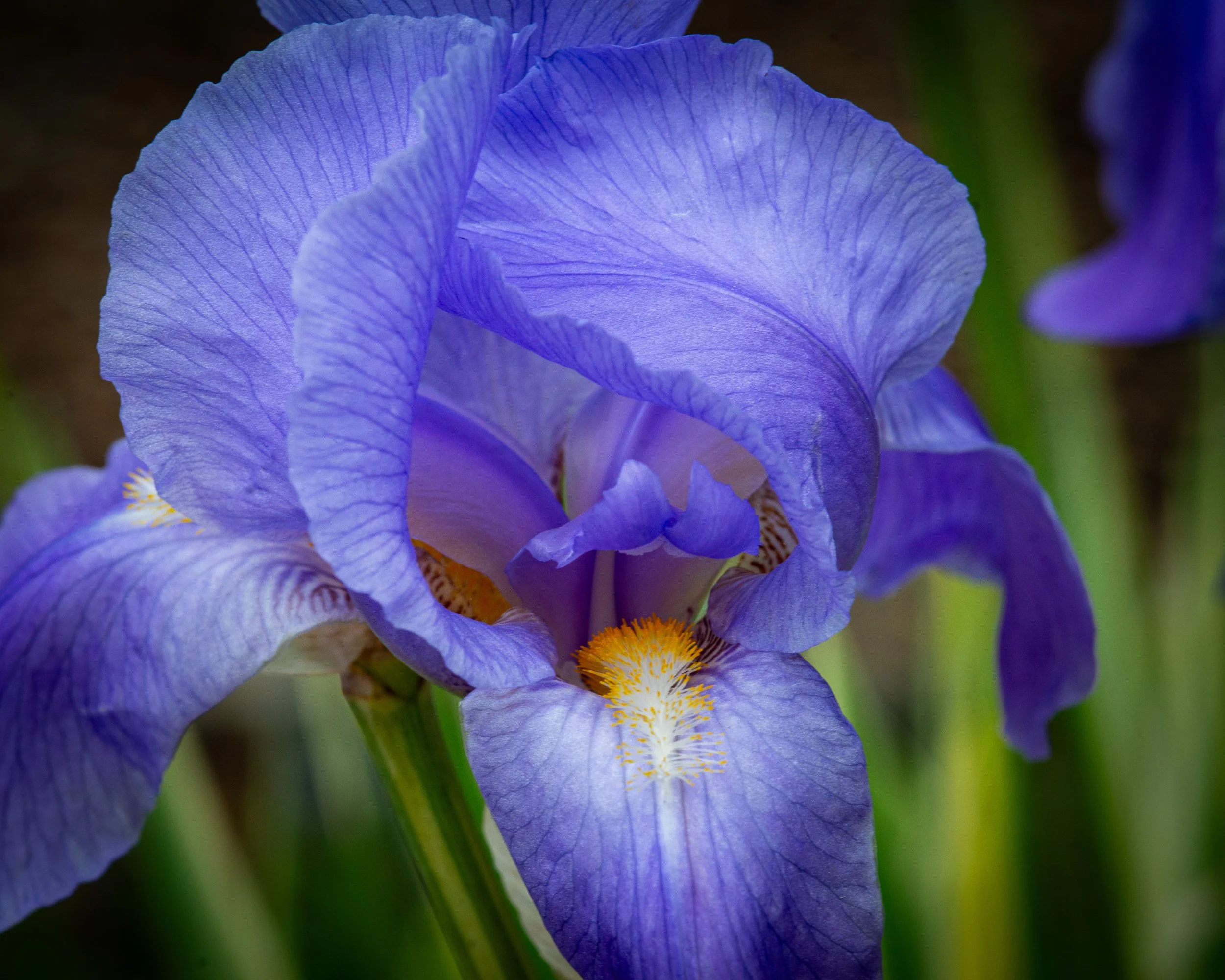 Fernie Flowers-306.jpg