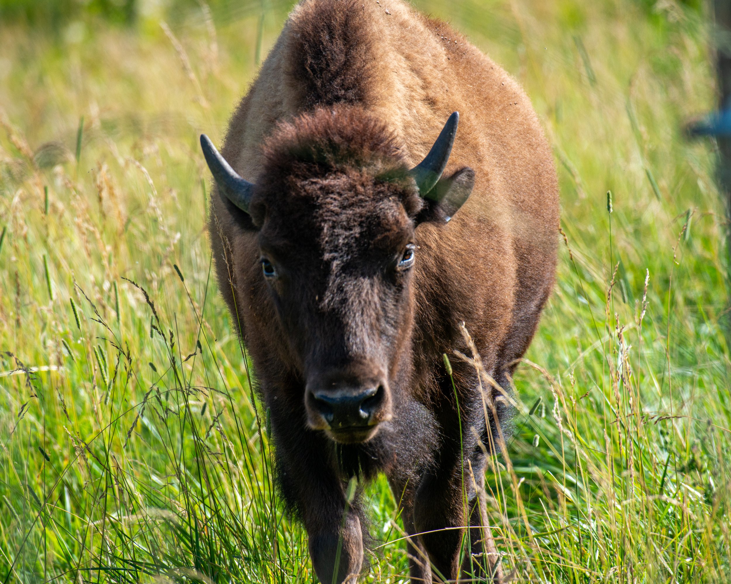 CSKT Bison Range-53.jpg
