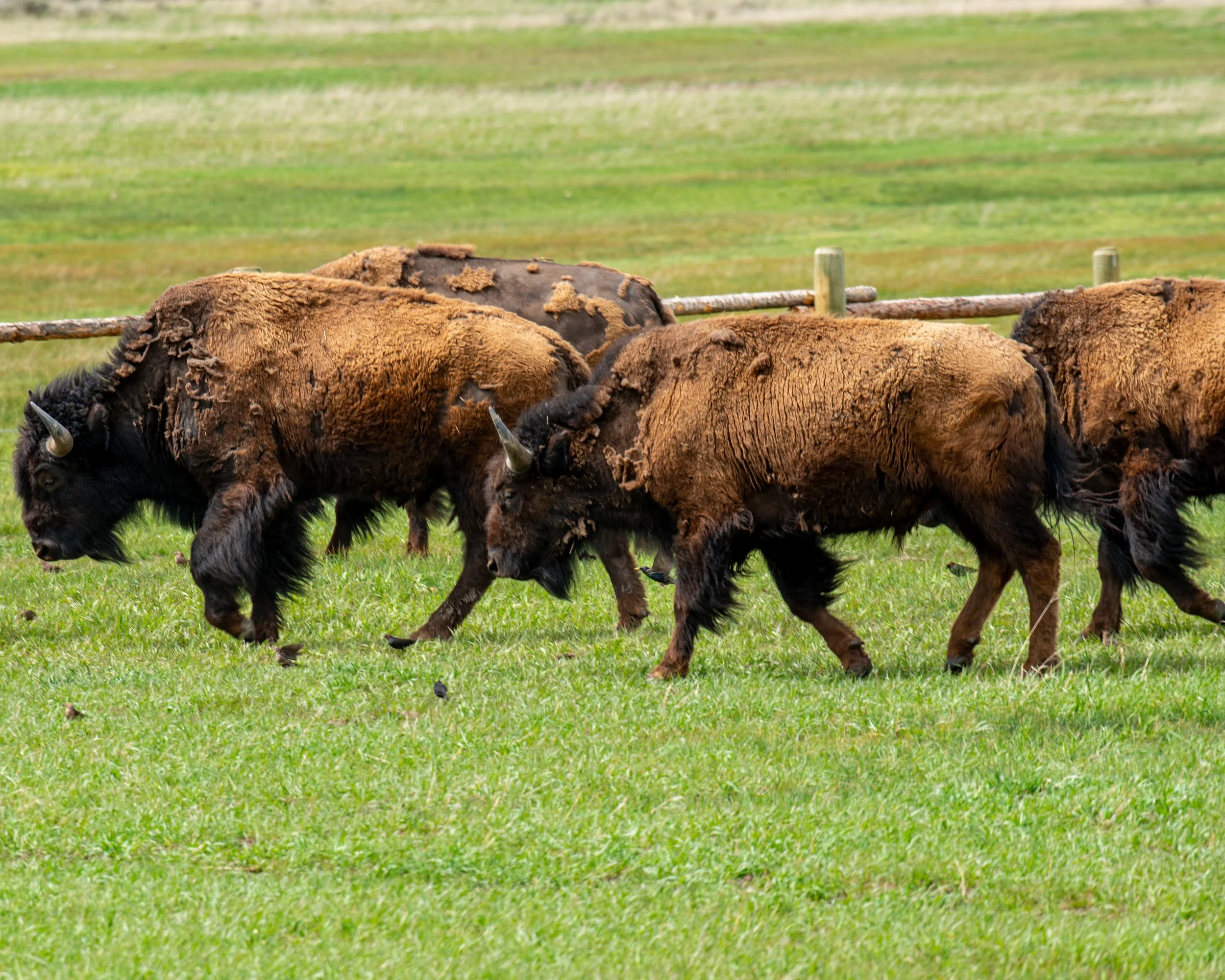 Grand Teton NP-615.jpg