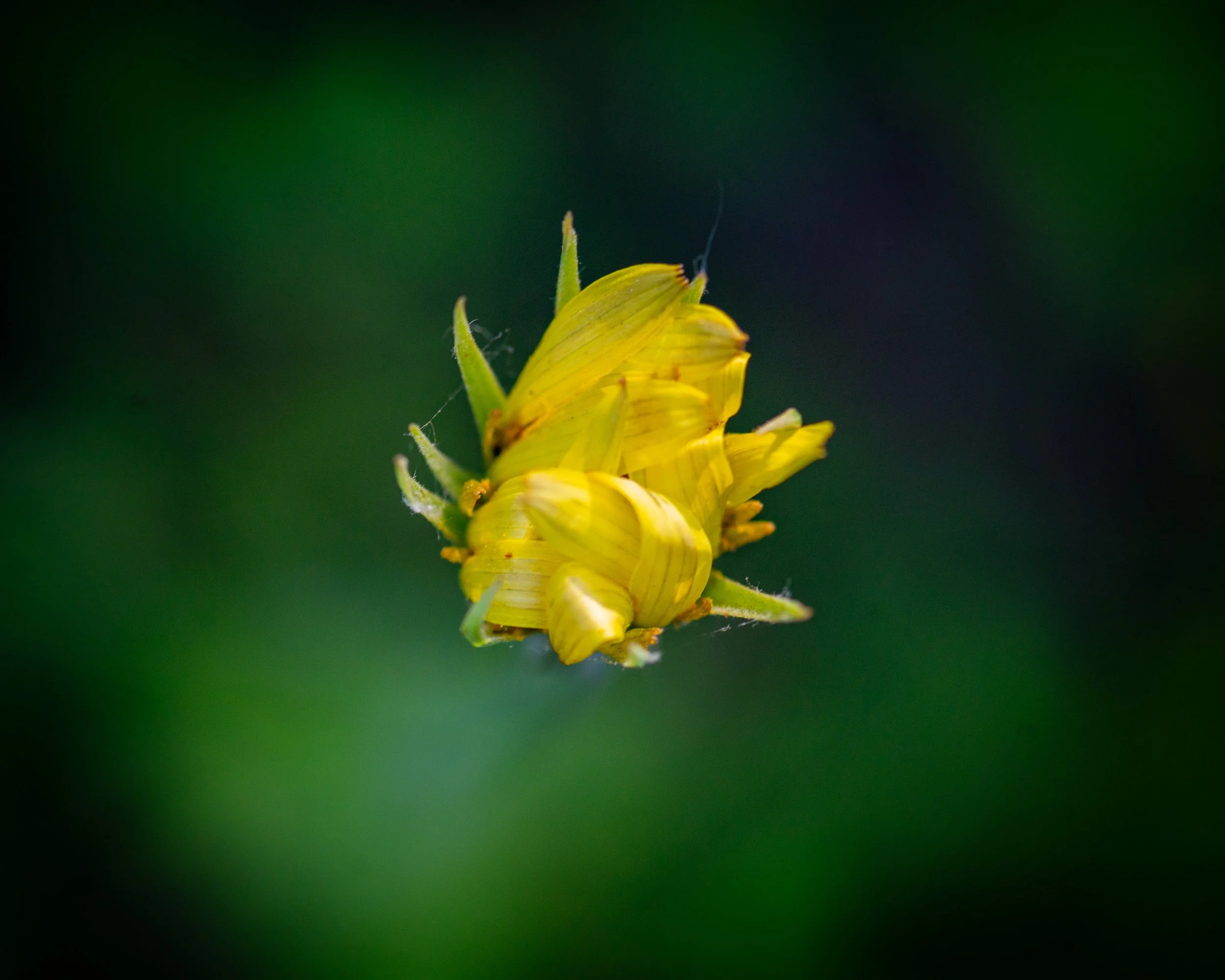 Fernie Flowers-15.jpg