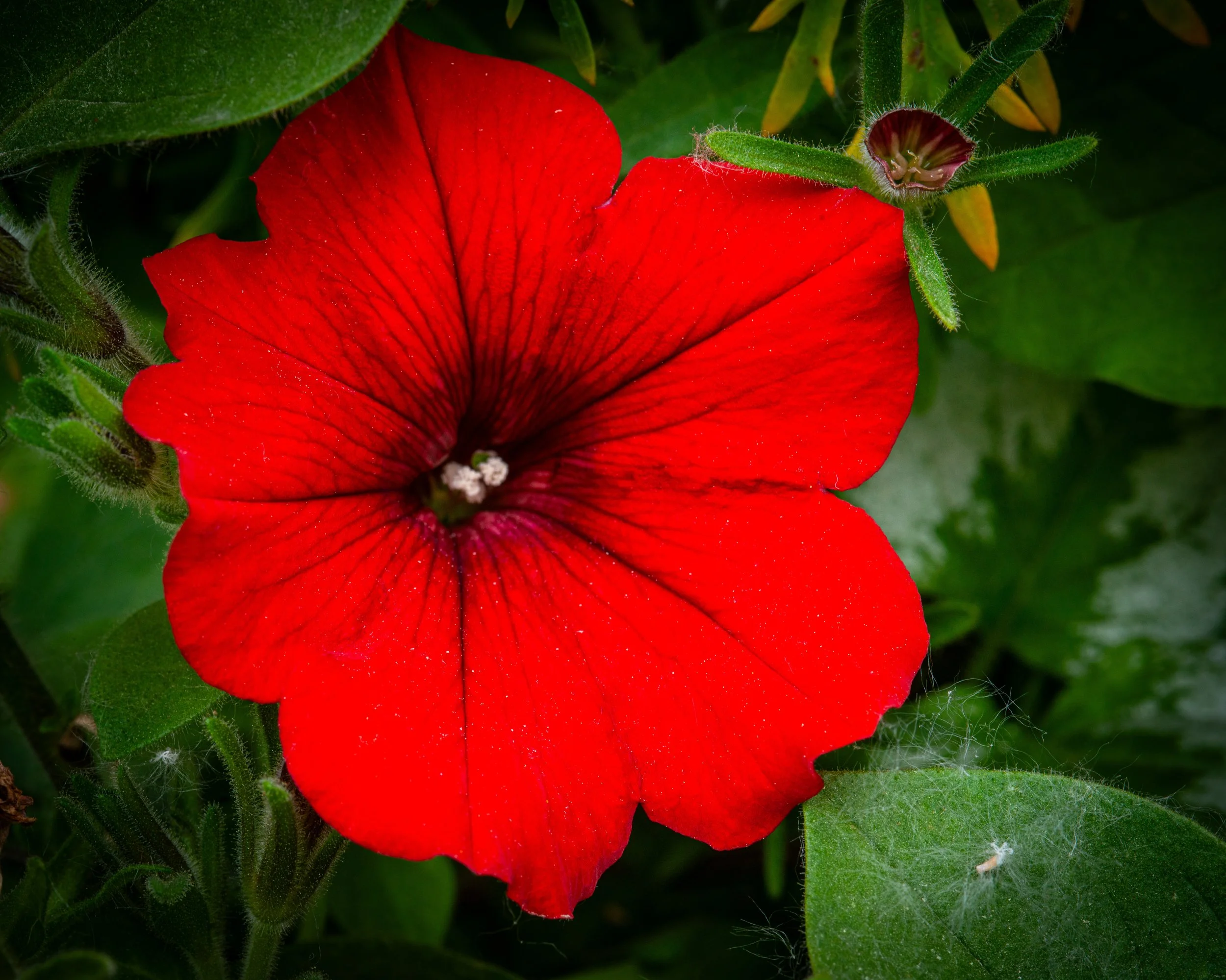 Fernie Flowers-504.jpg