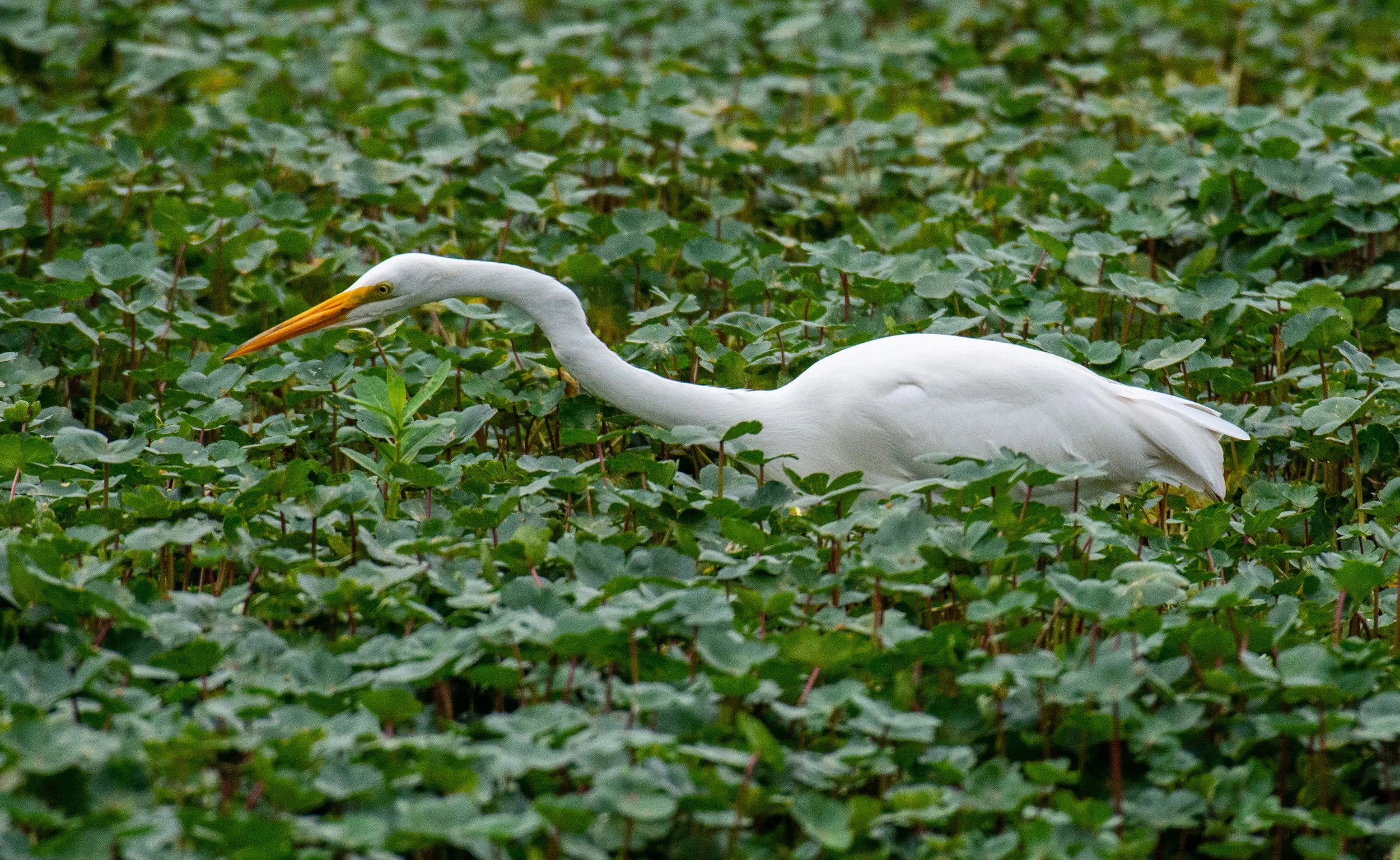 Jeansonne Photography-Great Egret 2-5.jpg