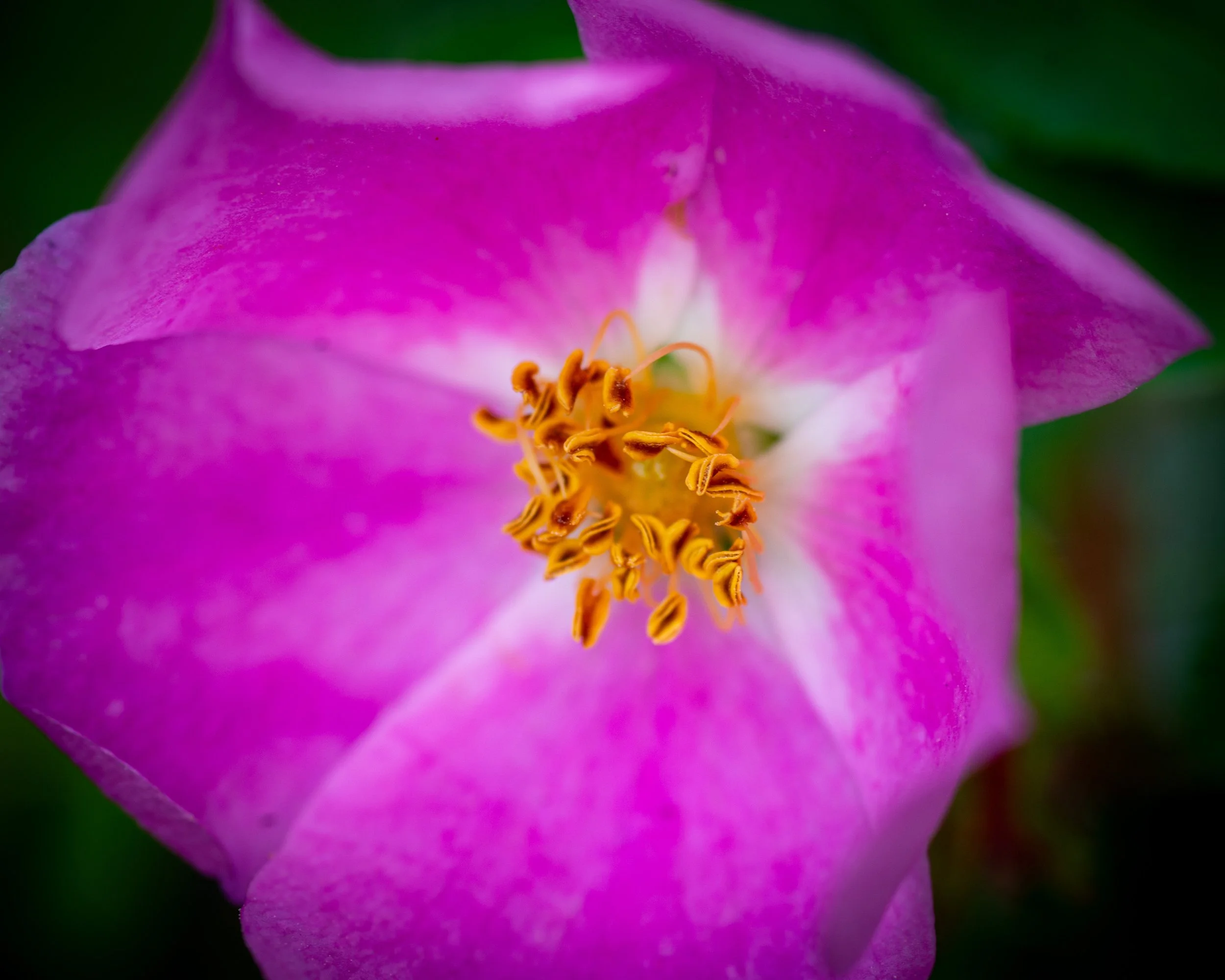 Fernie Flowers-120.jpg
