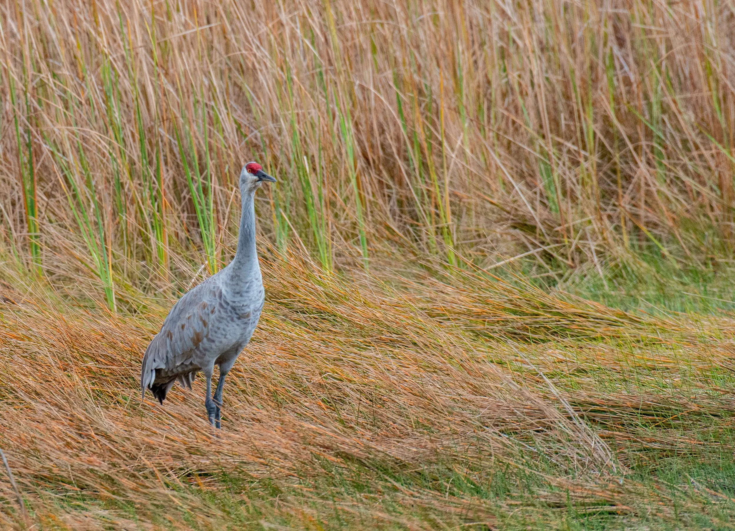 Goose Island SP Birds-317-2.jpg