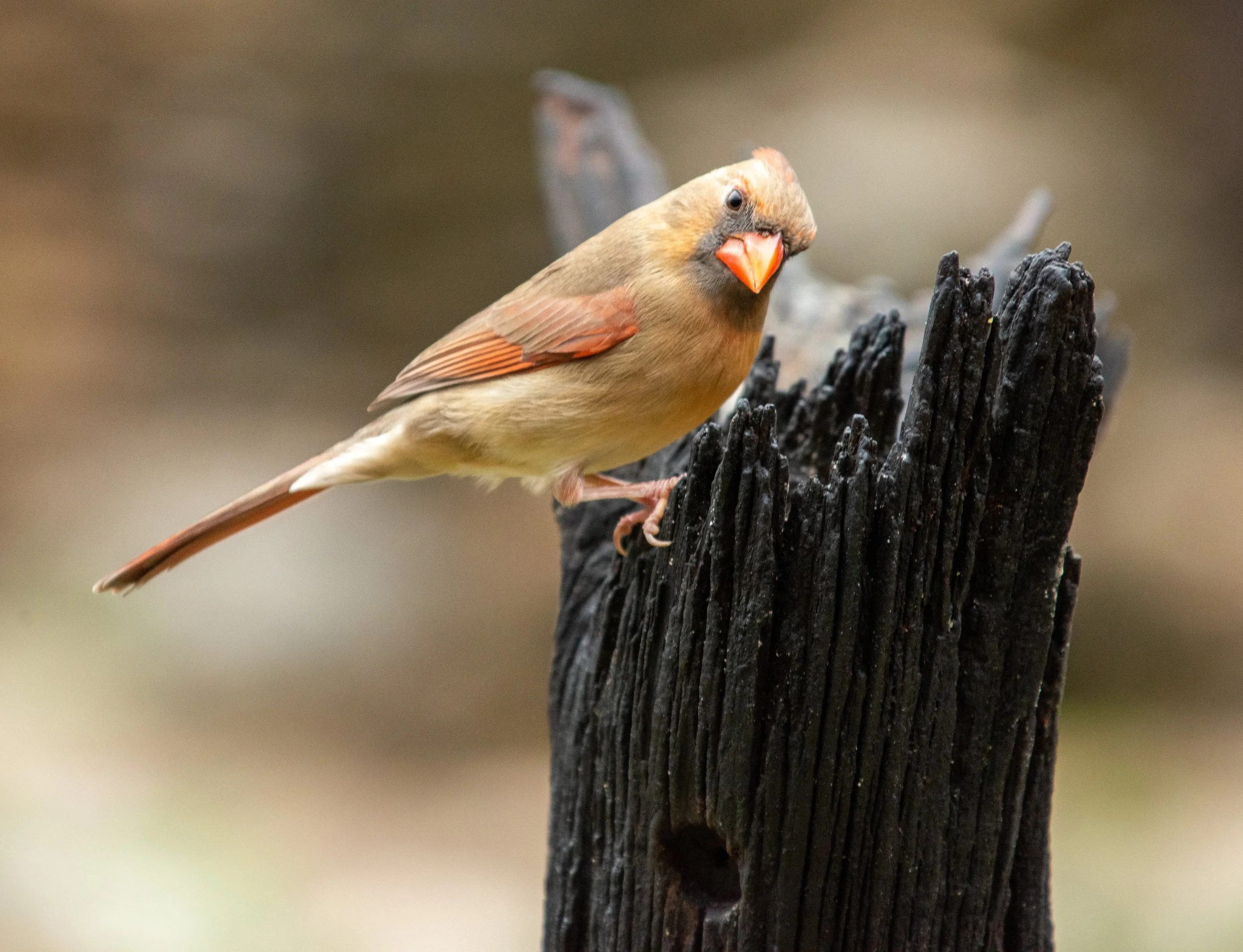 Pedernales Falls SP-121.jpg