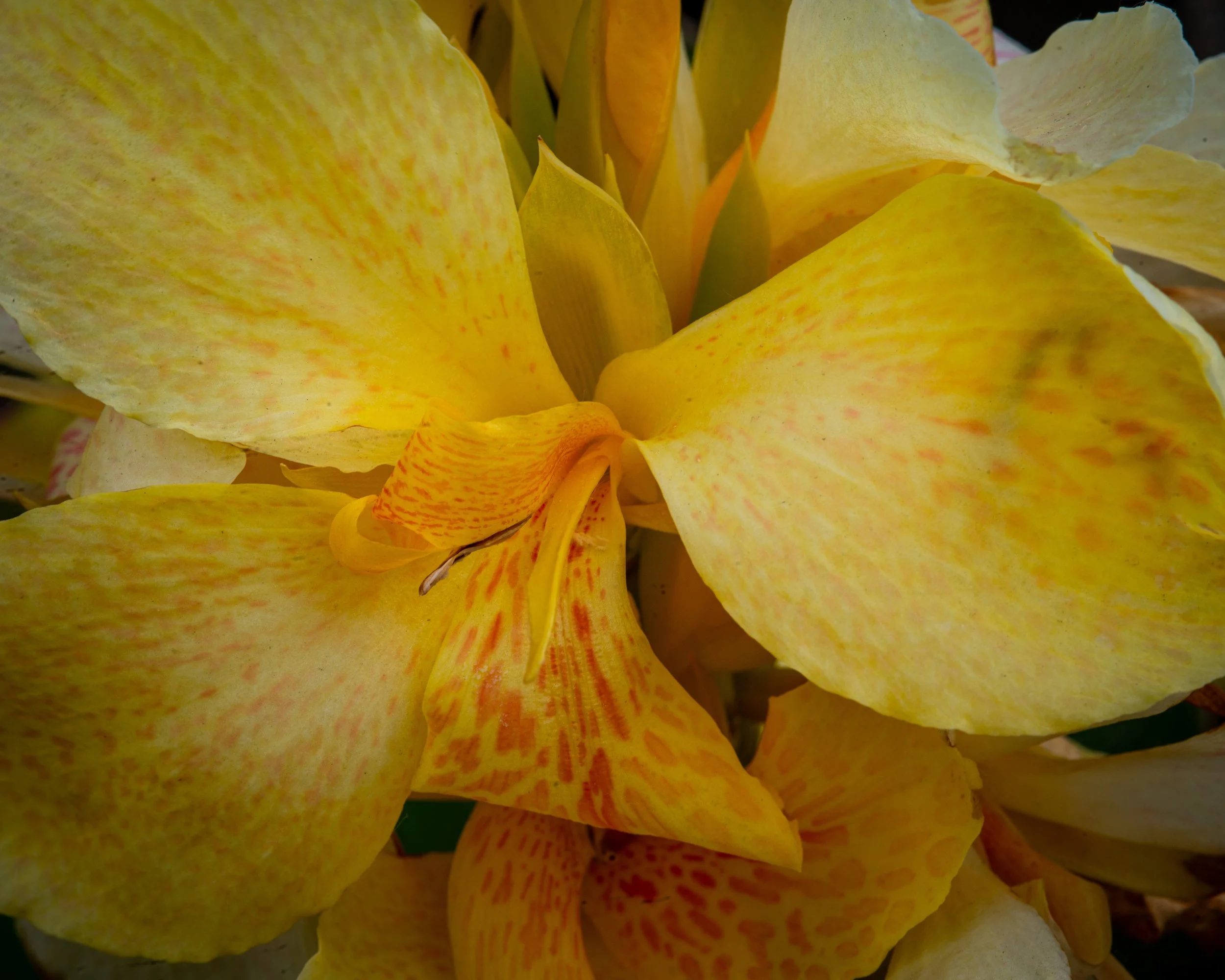 Fernie Flowers-449.jpg