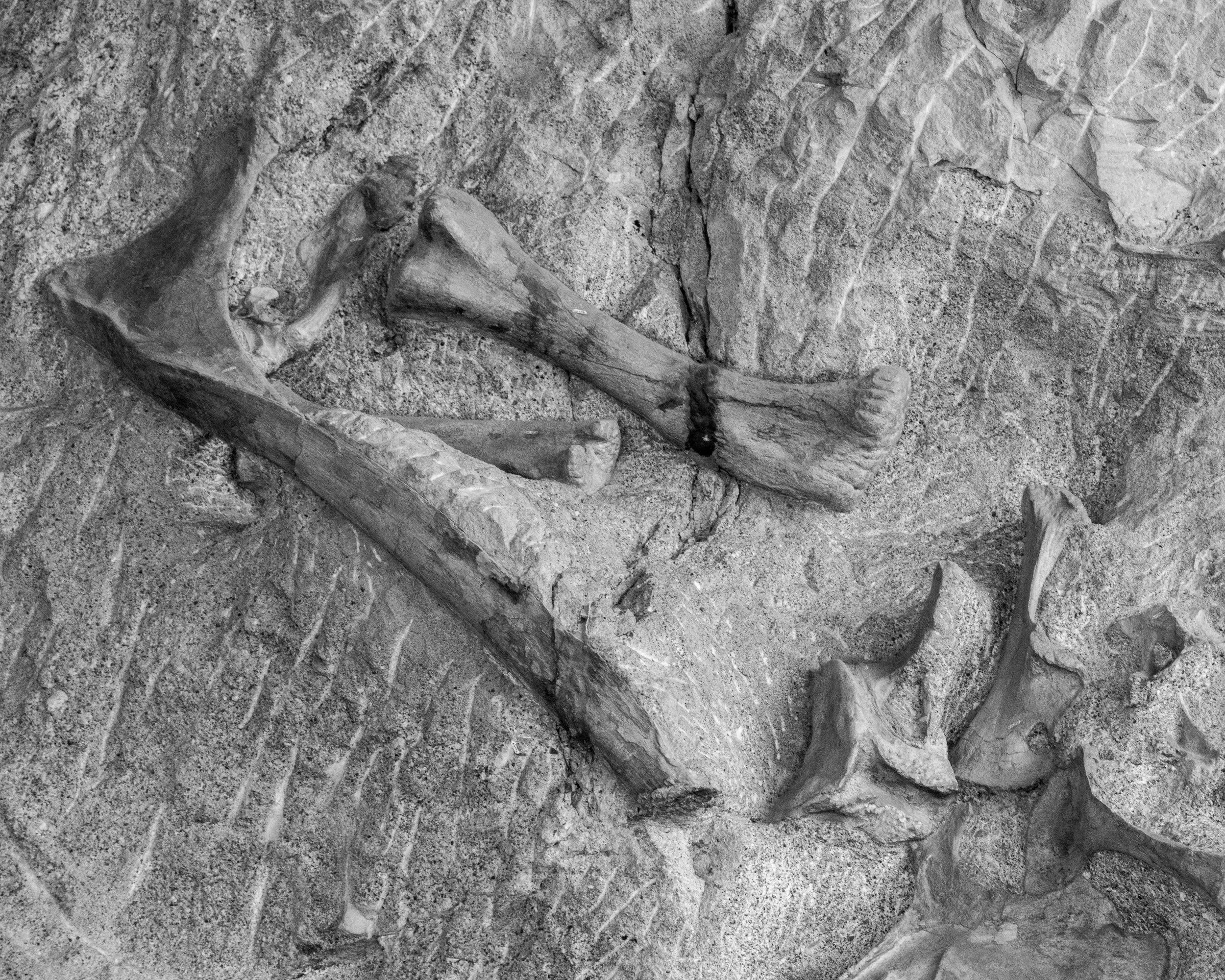 Dinosaur NM-70.jpg