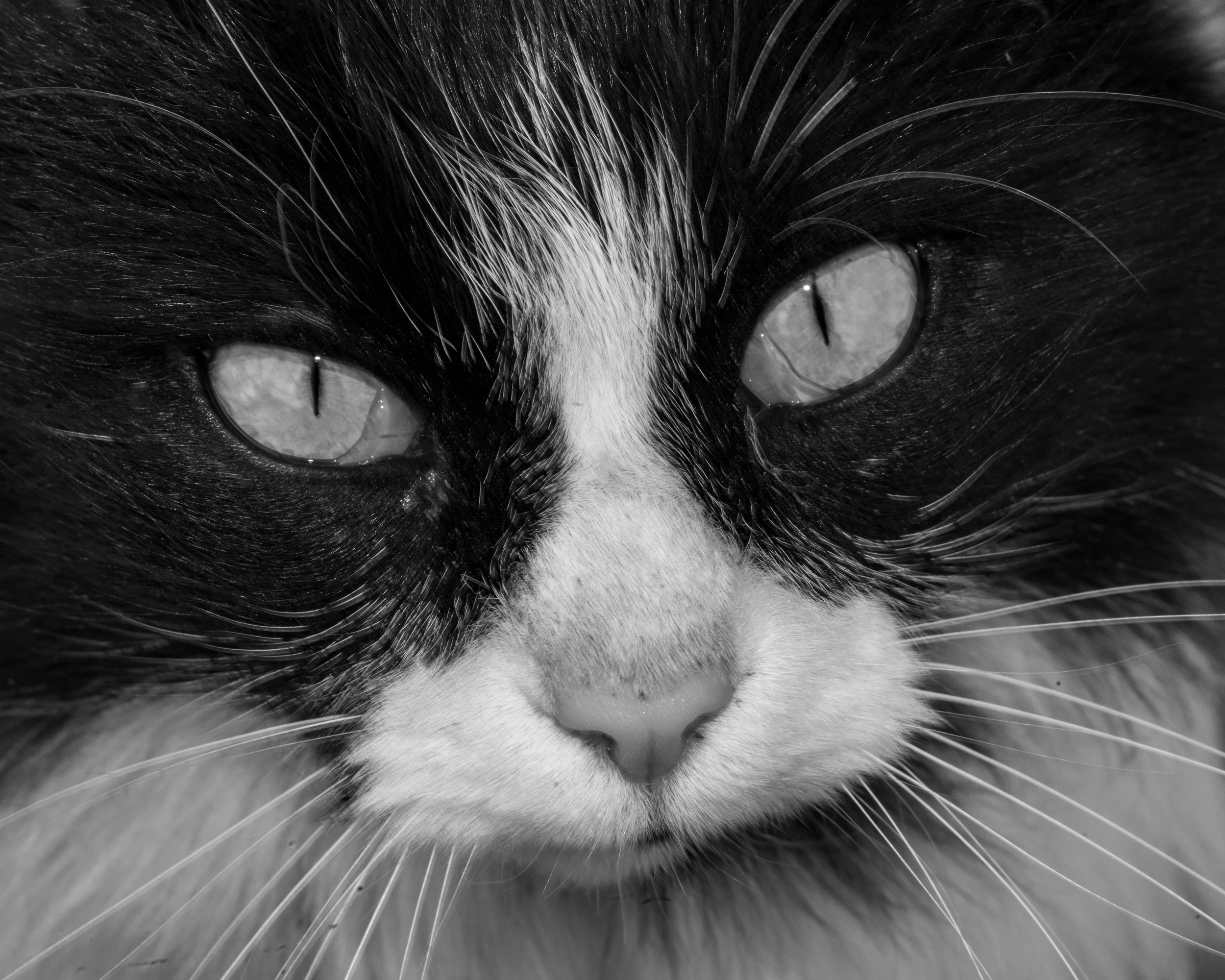 Chihuahuan Desert NC-53.jpg