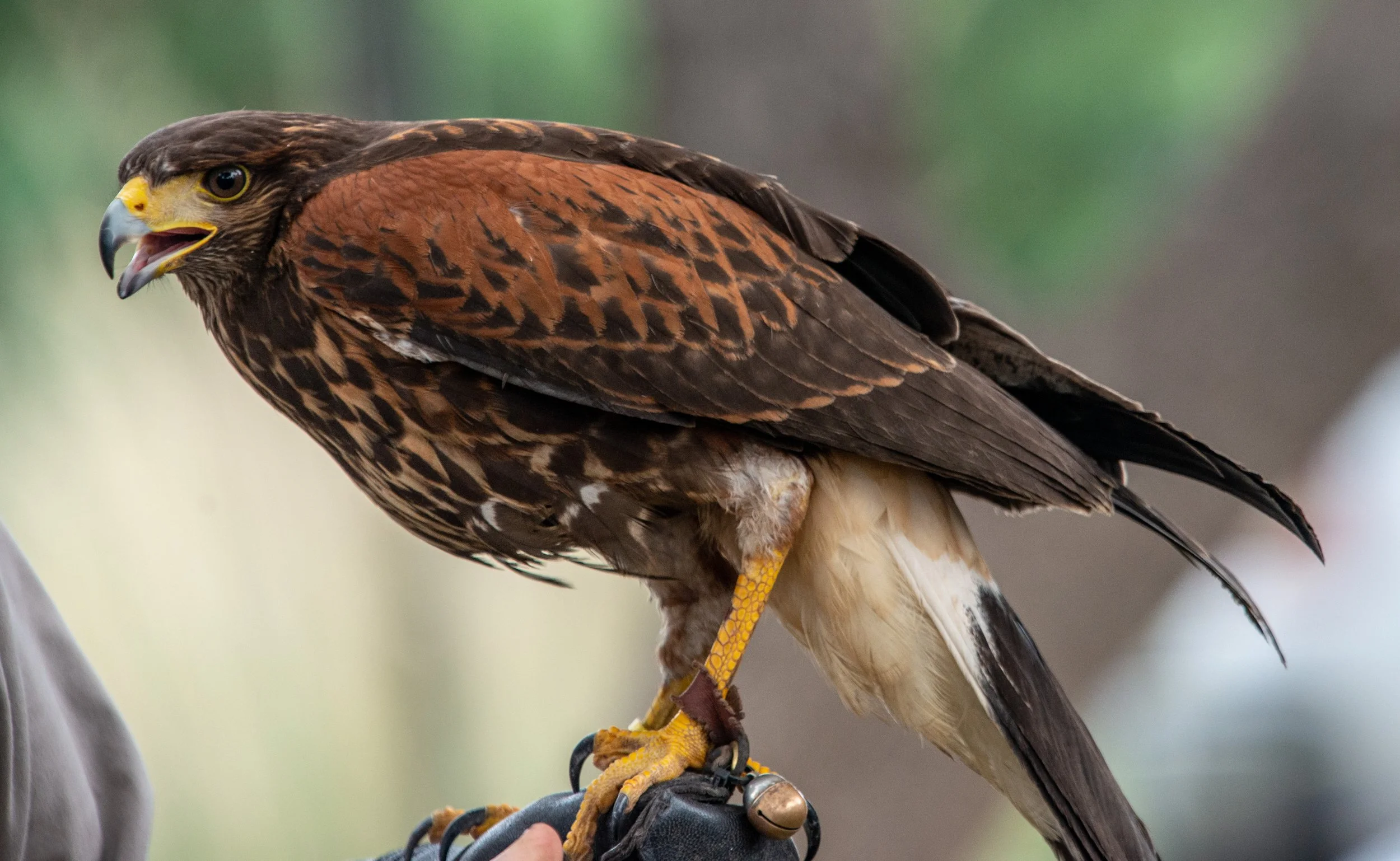 Wild Bird Center-064.jpg