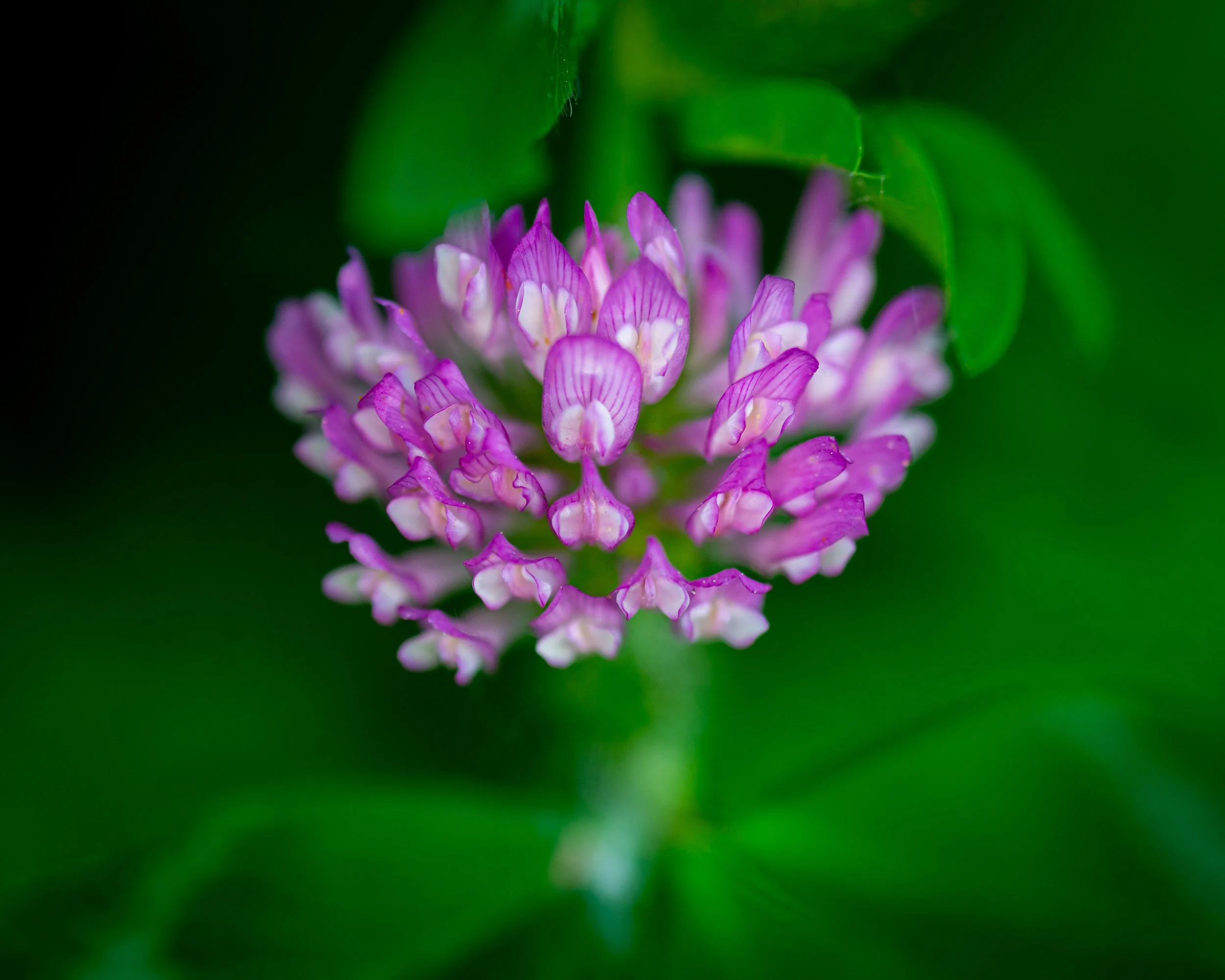 Fernie Flowers-13.jpg