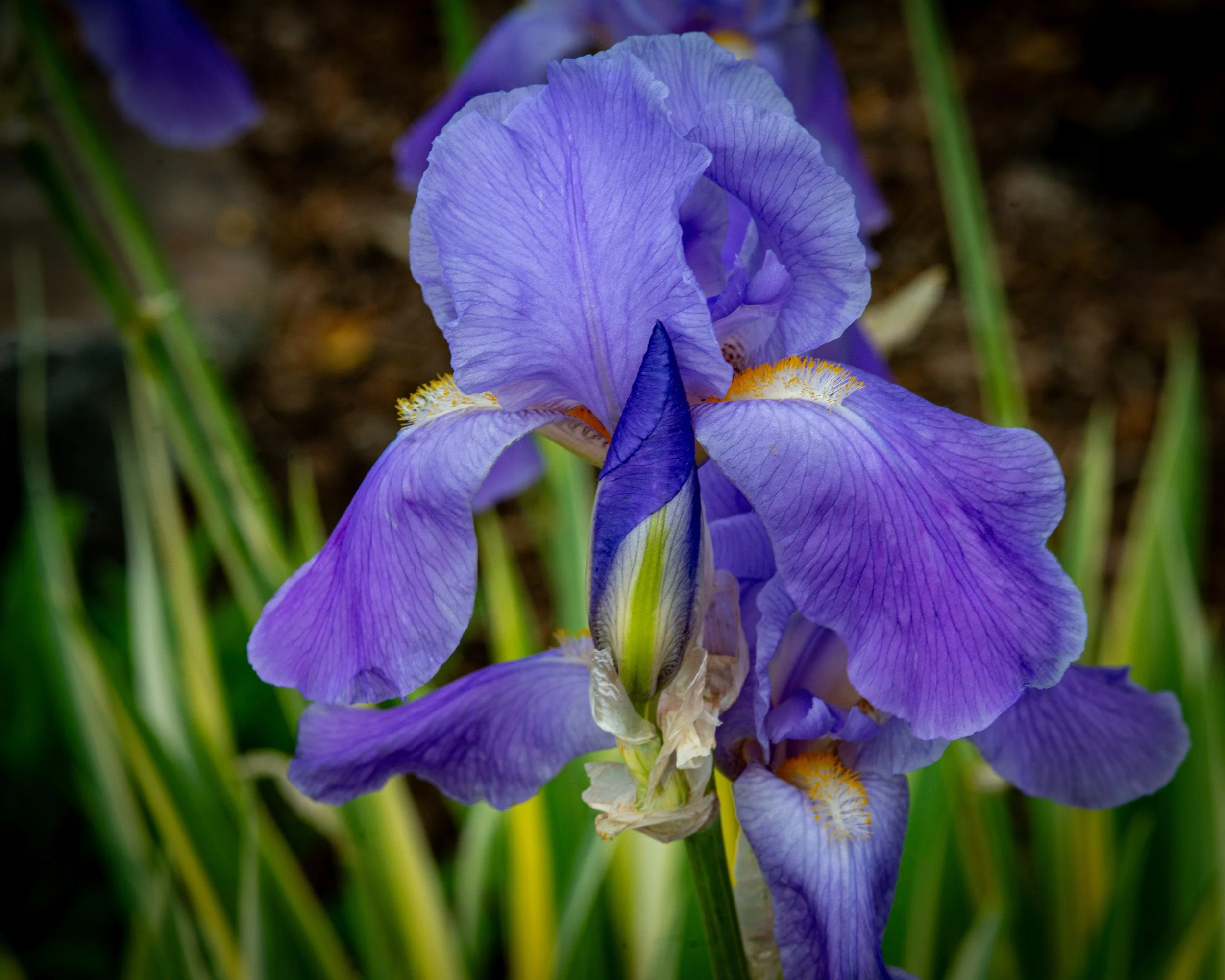 Fernie Flowers-316.jpg