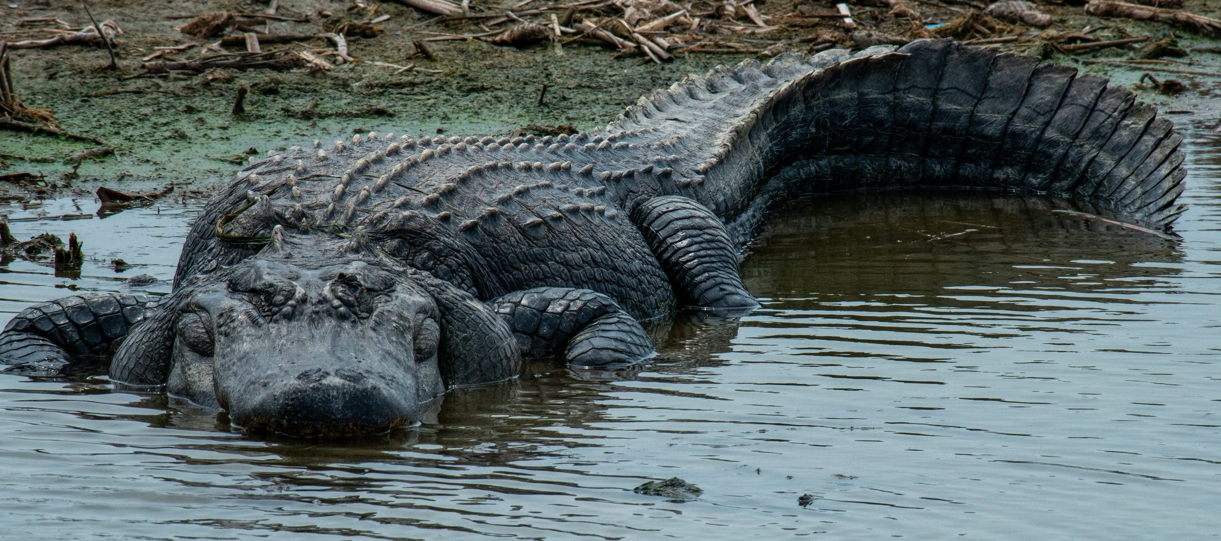 Leonabelle Turnbull BC-005.jpg