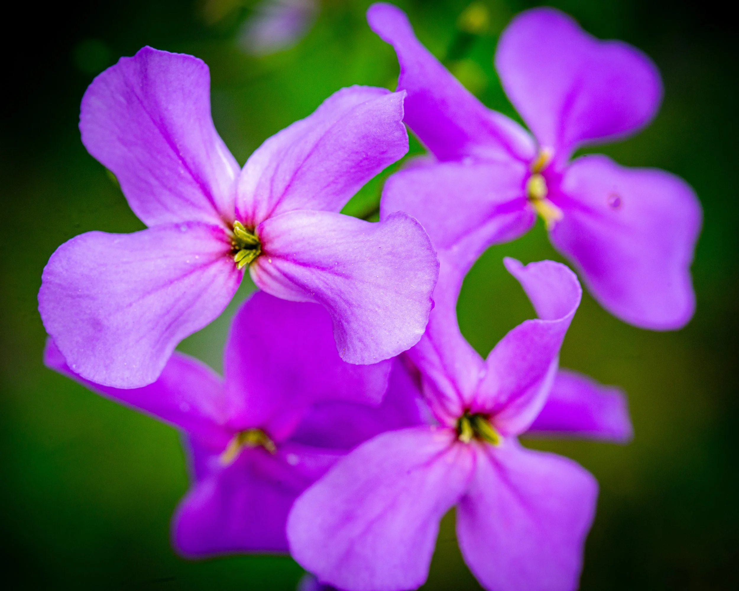 Fernie Flowers-152.jpg