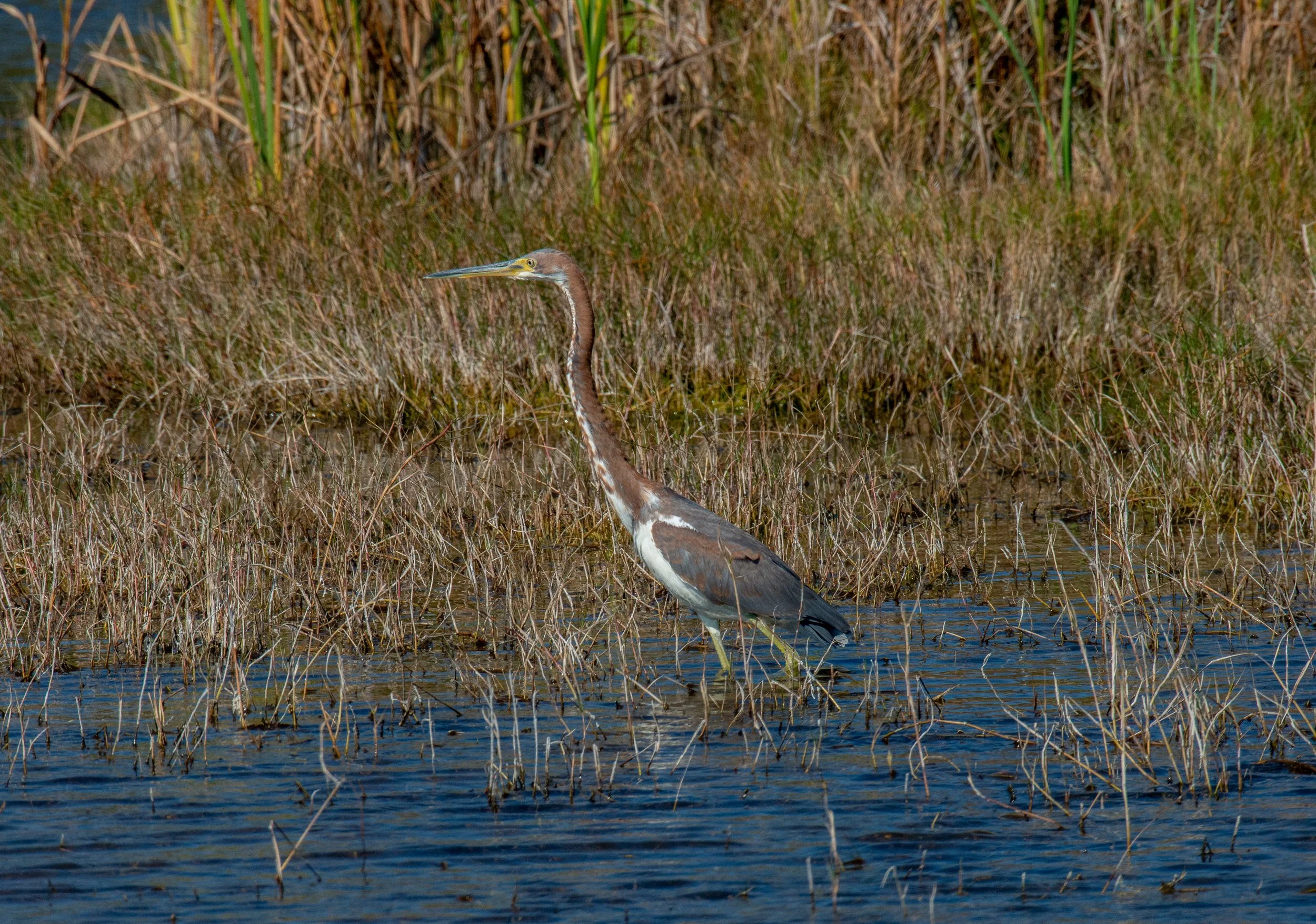 Aransas NWR-208.jpg