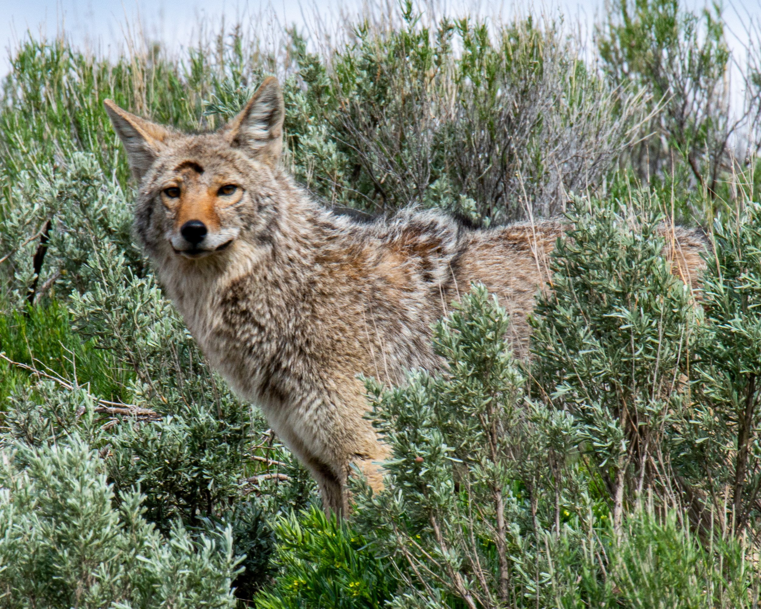 Yellowstone NP-916.jpg