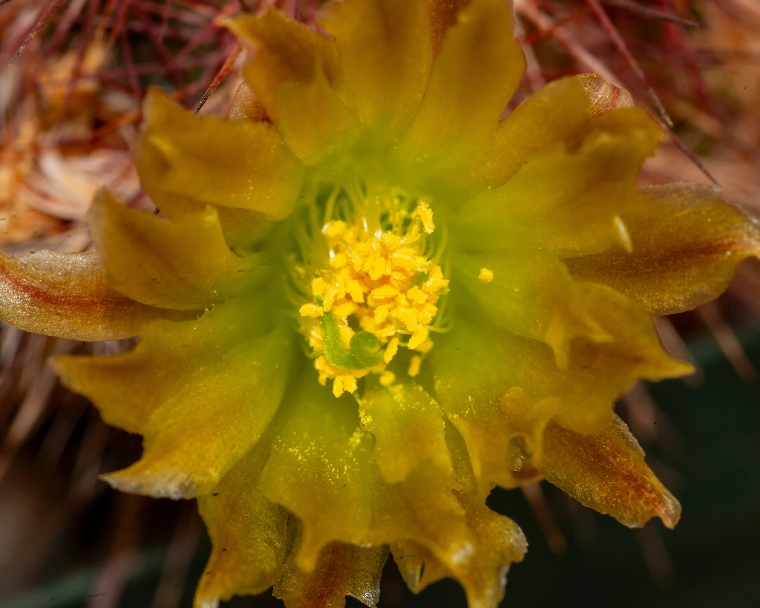Chihuahuan Desert NC-26.jpg