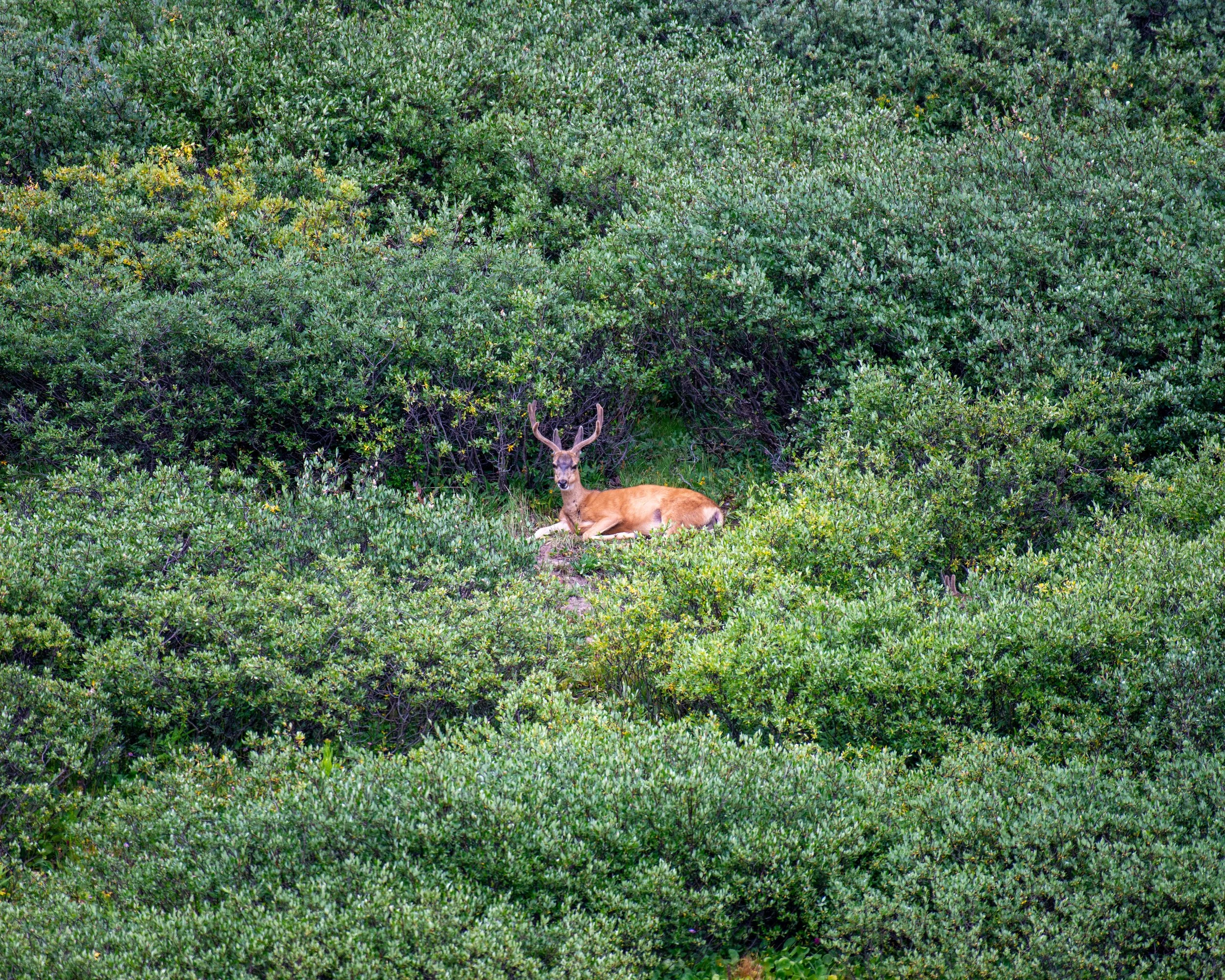 Cottonwood Pass-116.jpg