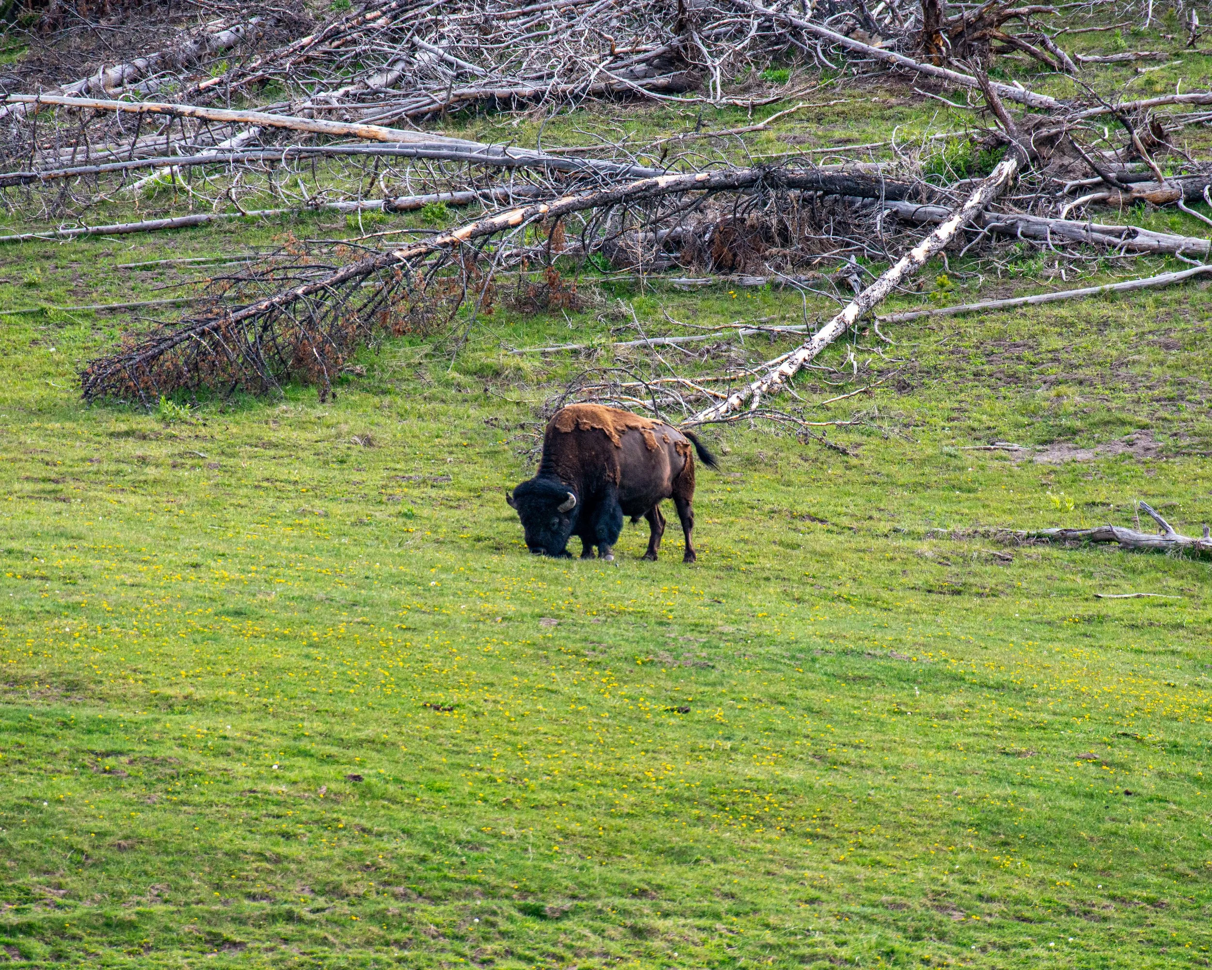 Yellowstone NP-616.jpg
