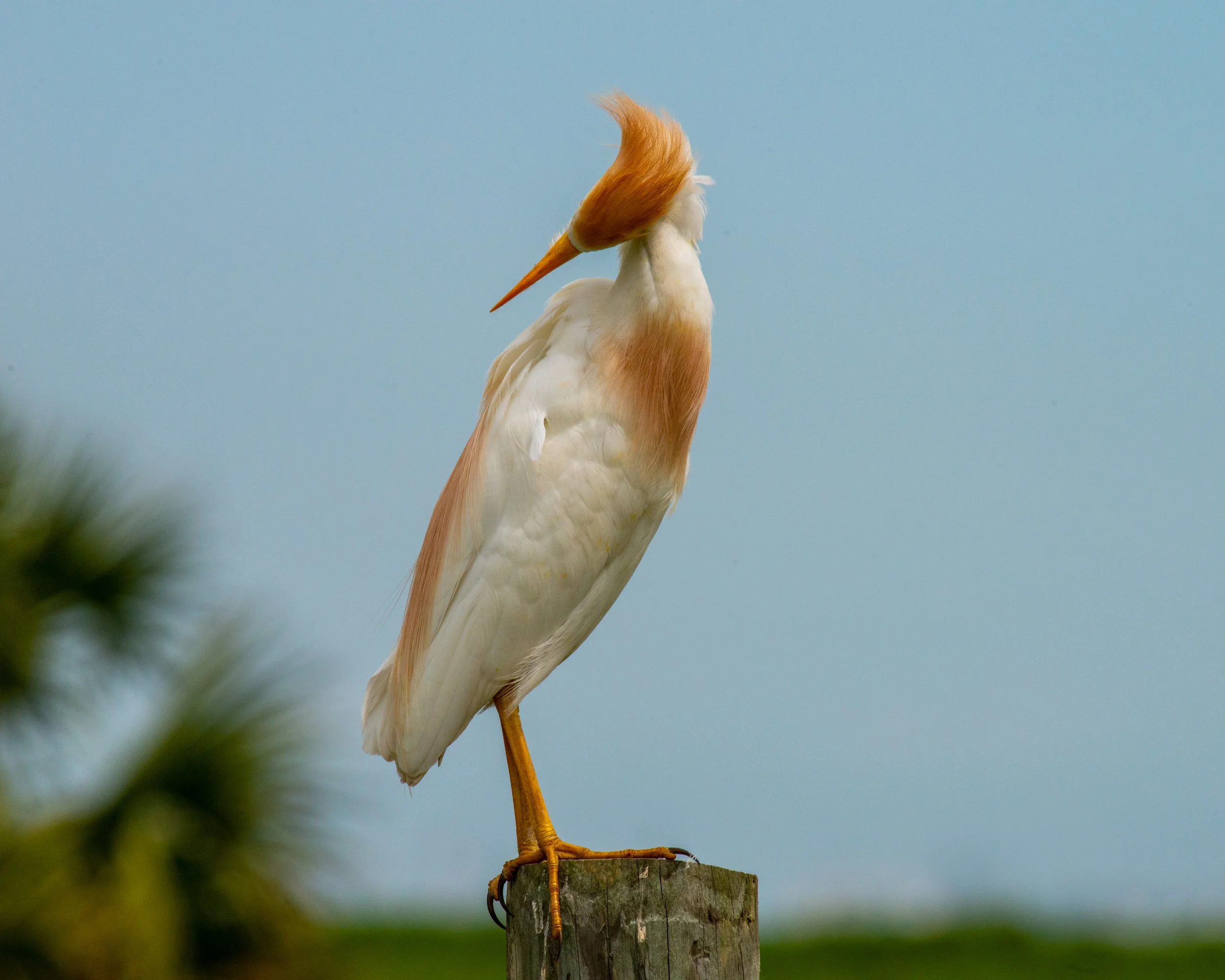 Galveston Island-291.jpg