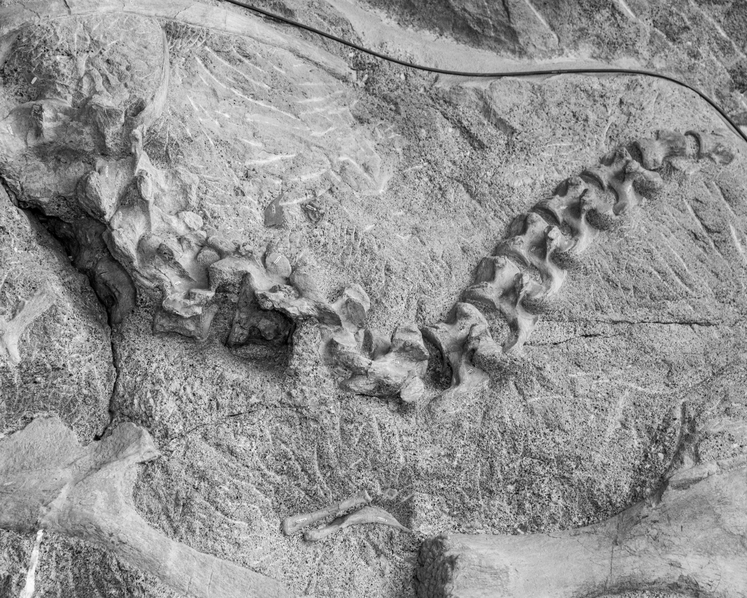 Dinosaur NM-81.jpg