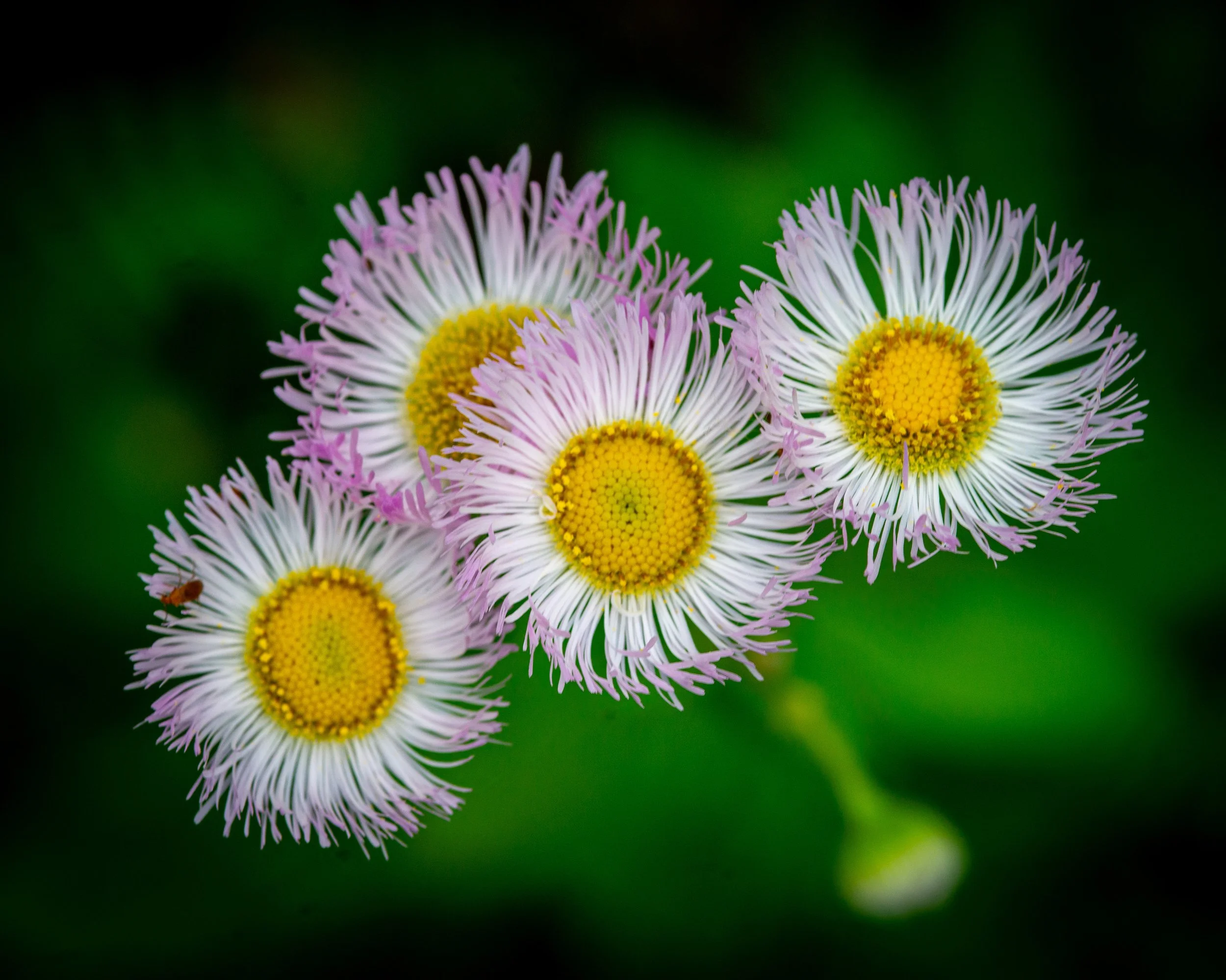 Fernie Flowers-236.jpg