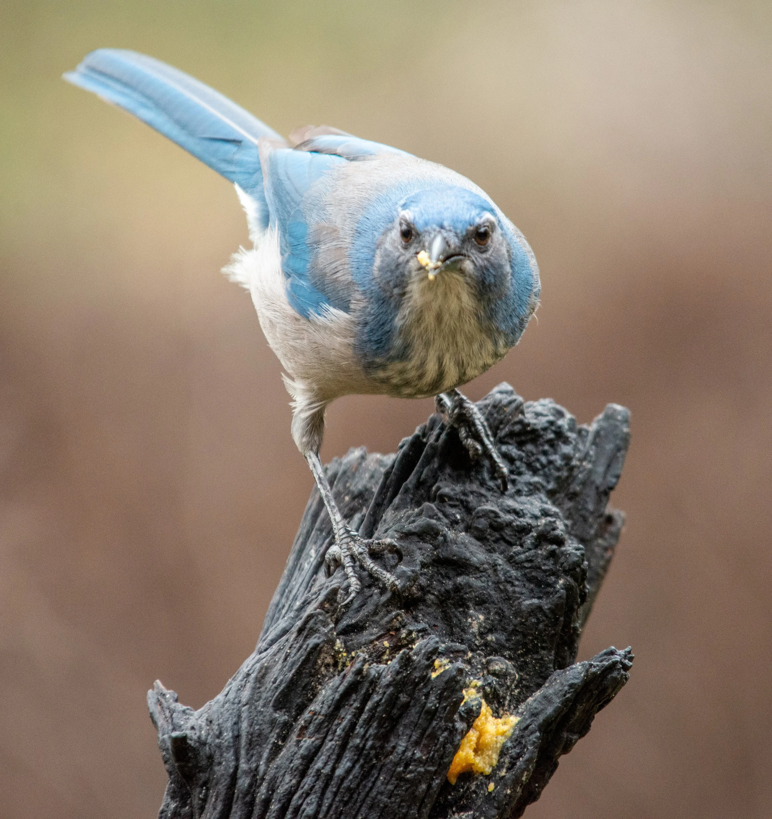 Pedernales Falls SP-126.jpg