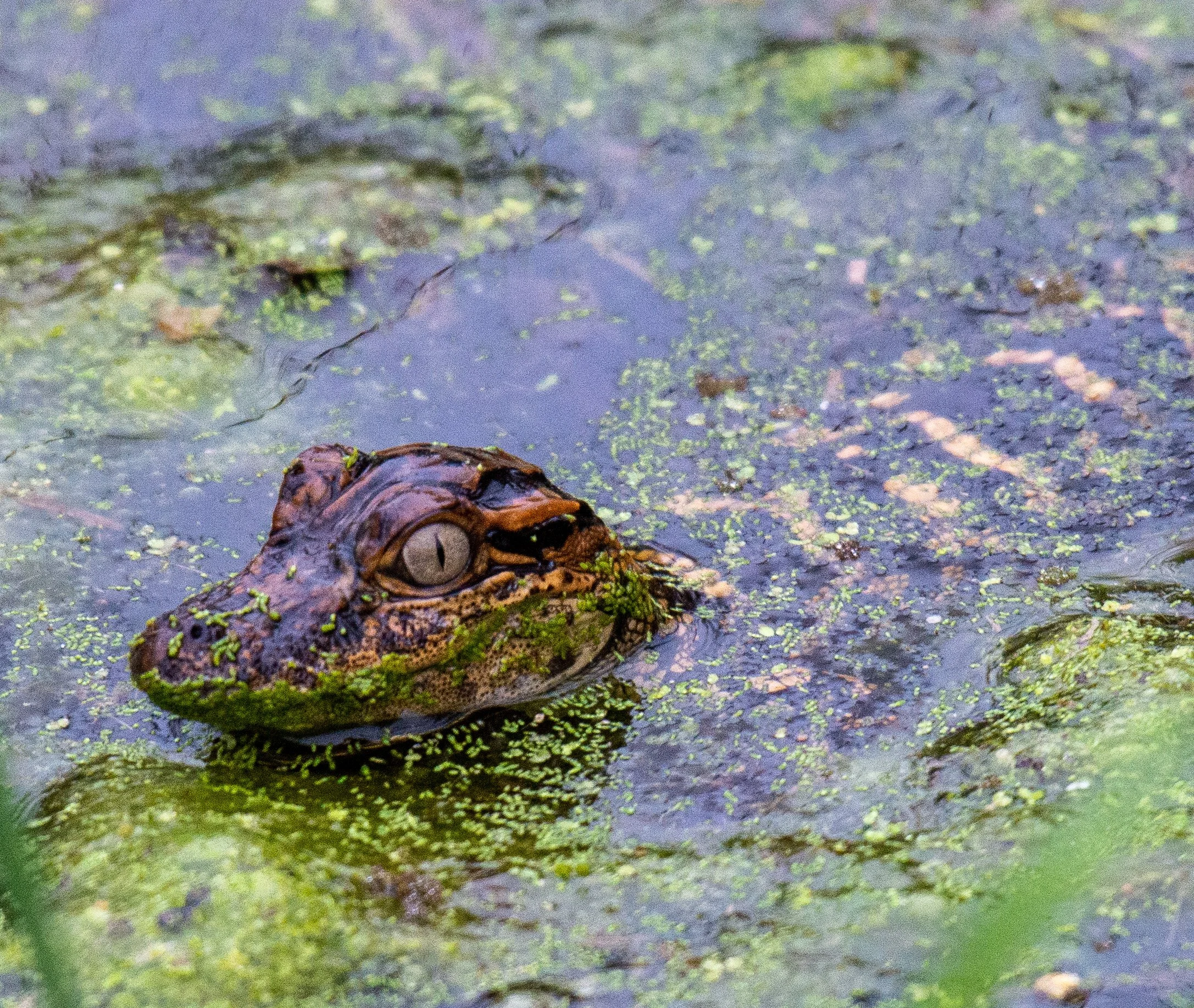 Brazos Bend SP-083.jpg