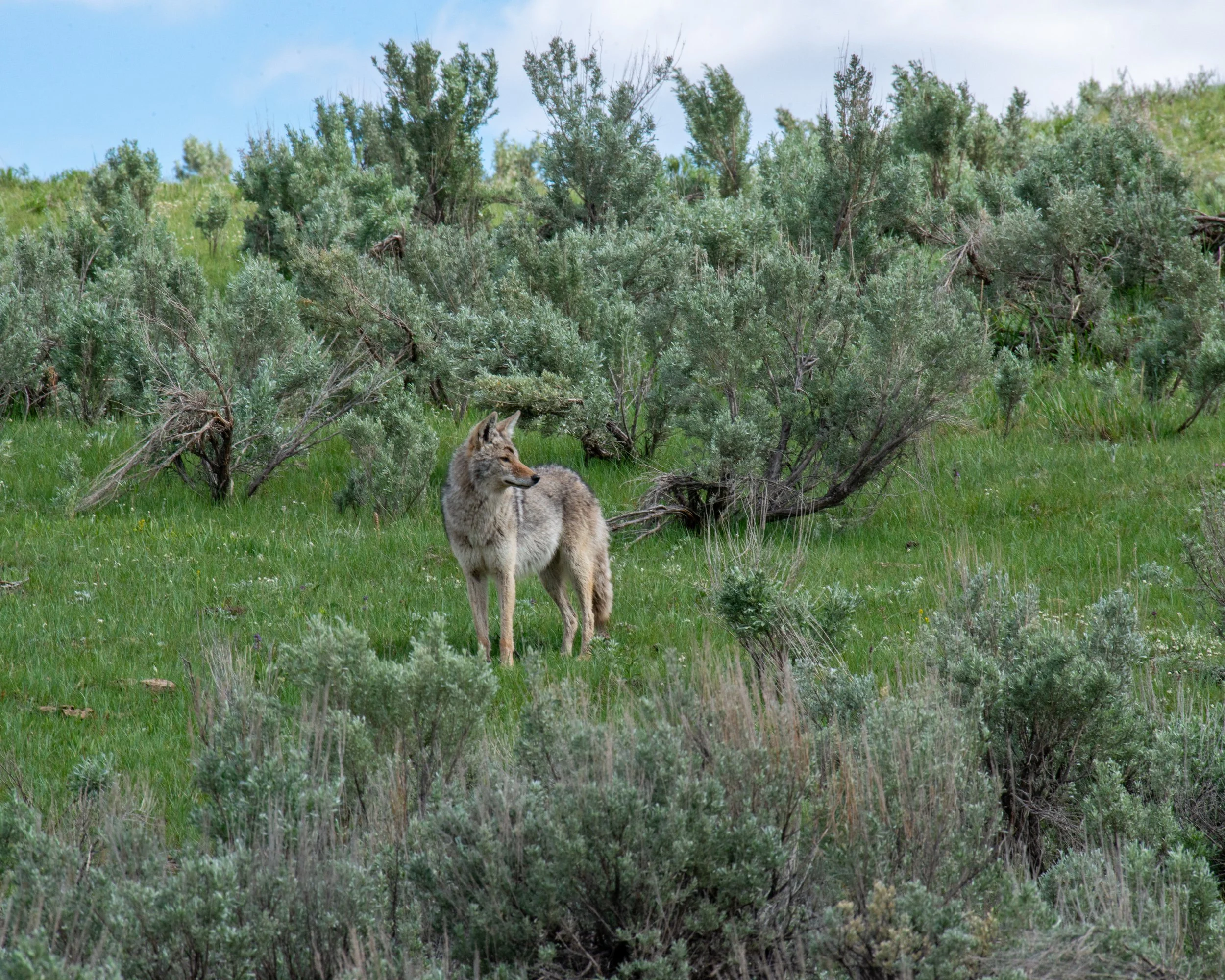 Yellowstone NP-885.jpg
