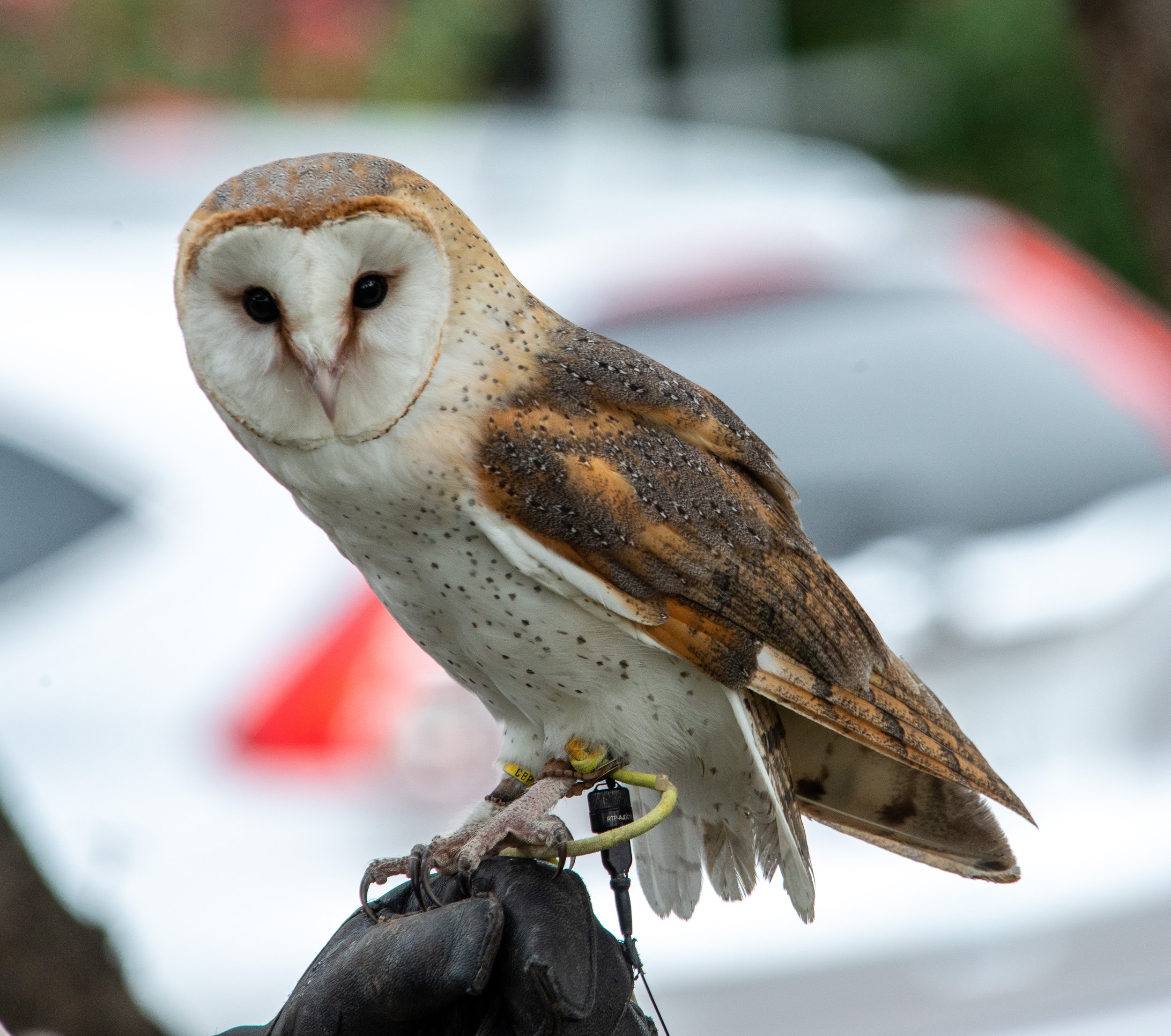 Wild Bird Center-055.jpg