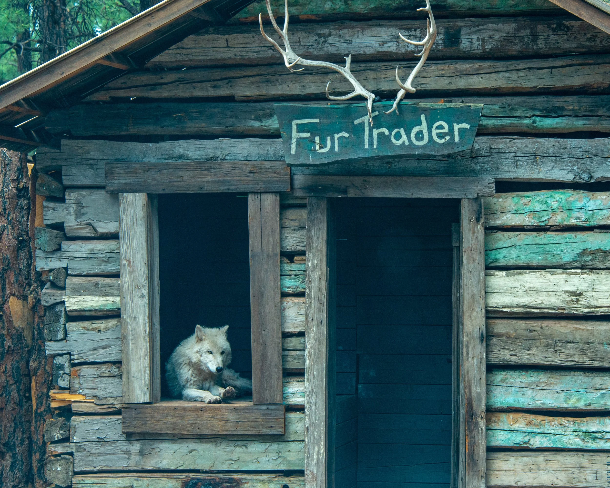 Bearizona WP-221.jpg