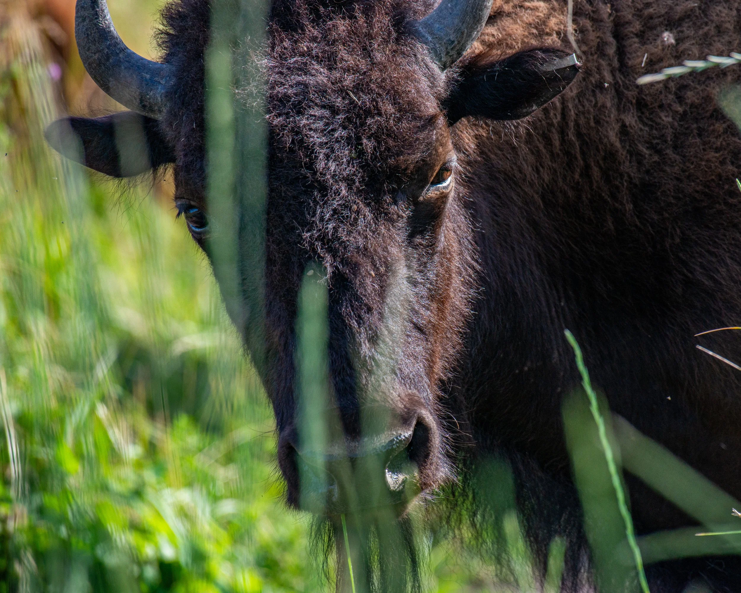 CSKT Bison Range-42.jpg