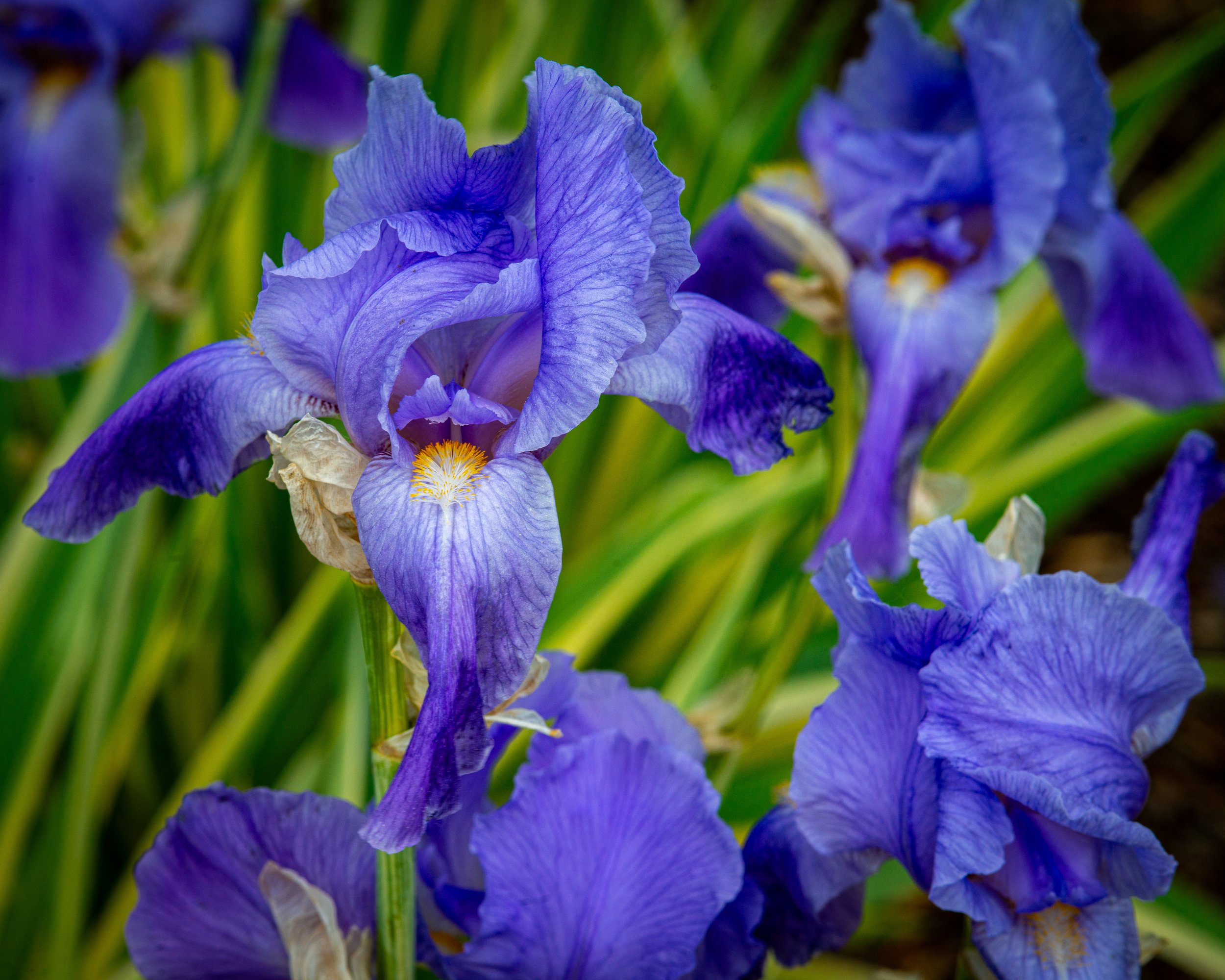 Fernie Flowers-319.jpg