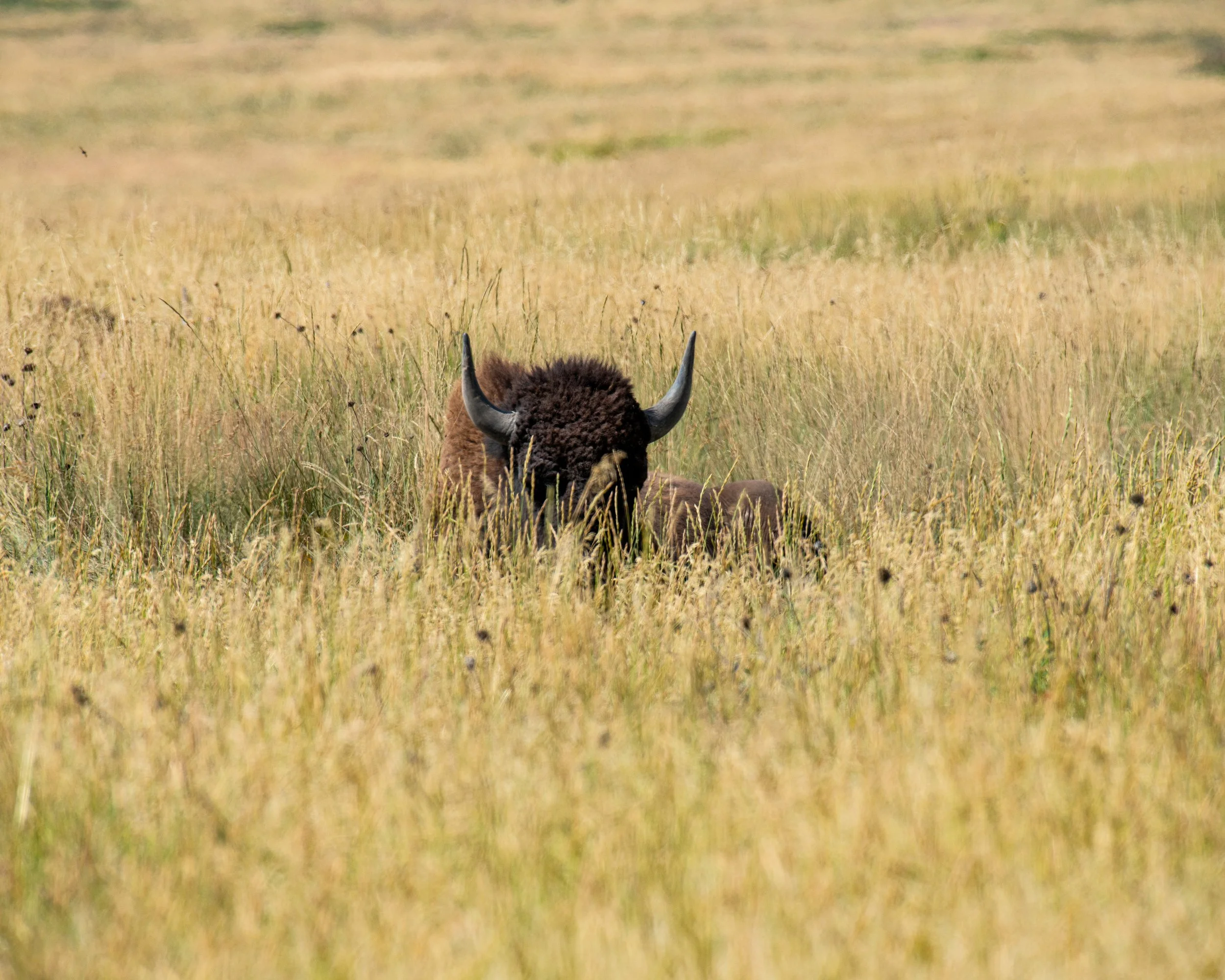 CSKT Bison Range-99.jpg