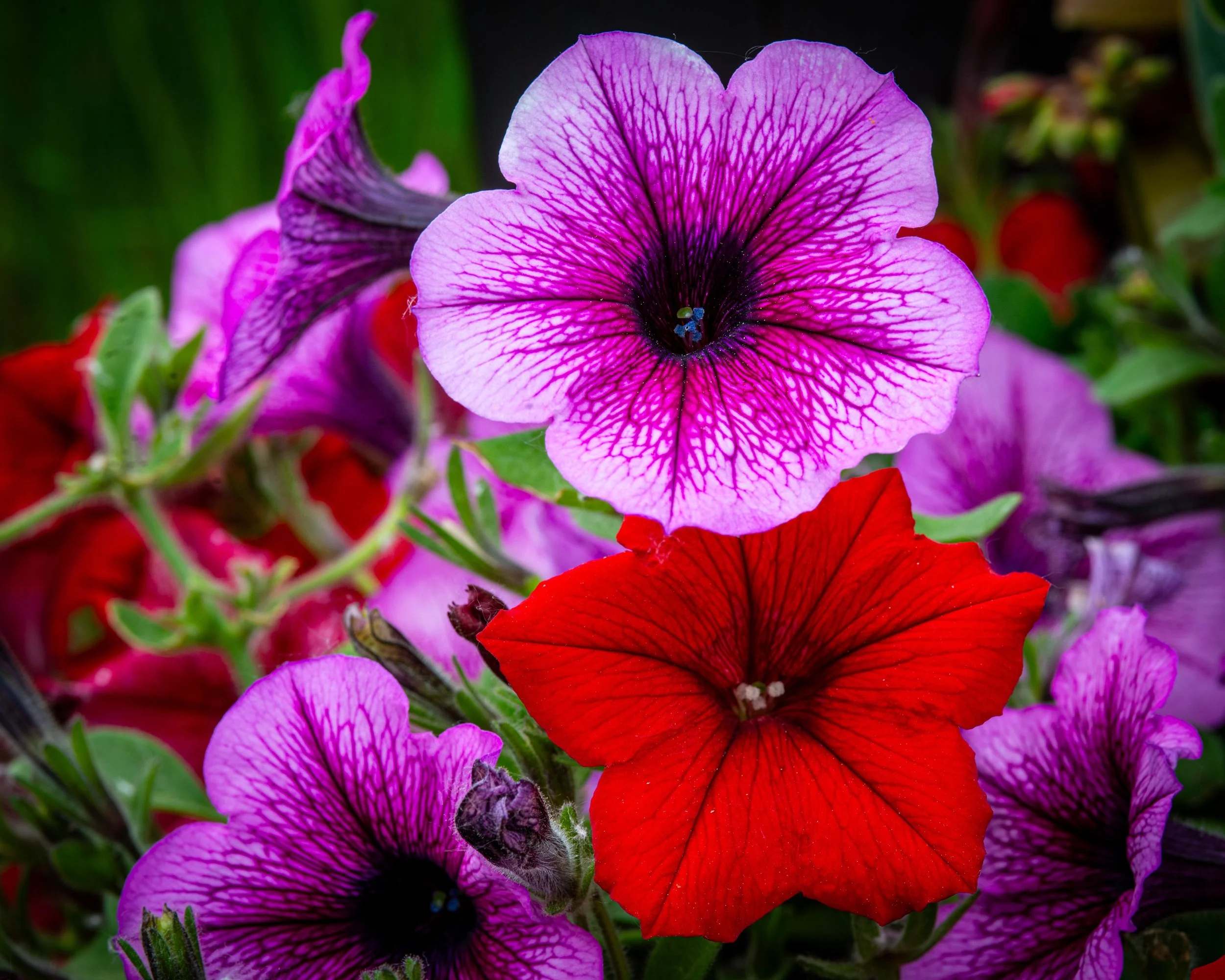Fernie Flowers-474.jpg