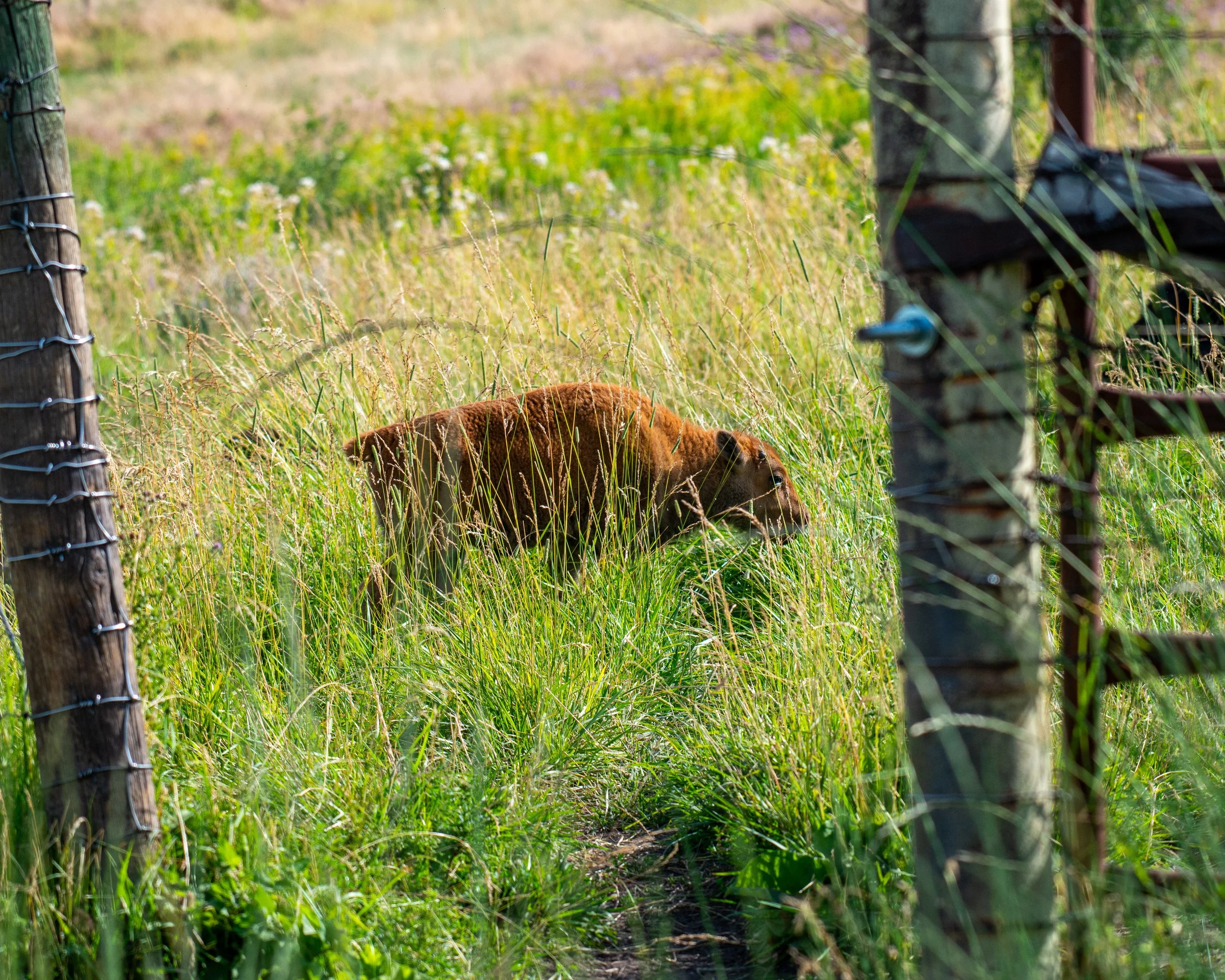 CSKT Bison Range-50.jpg