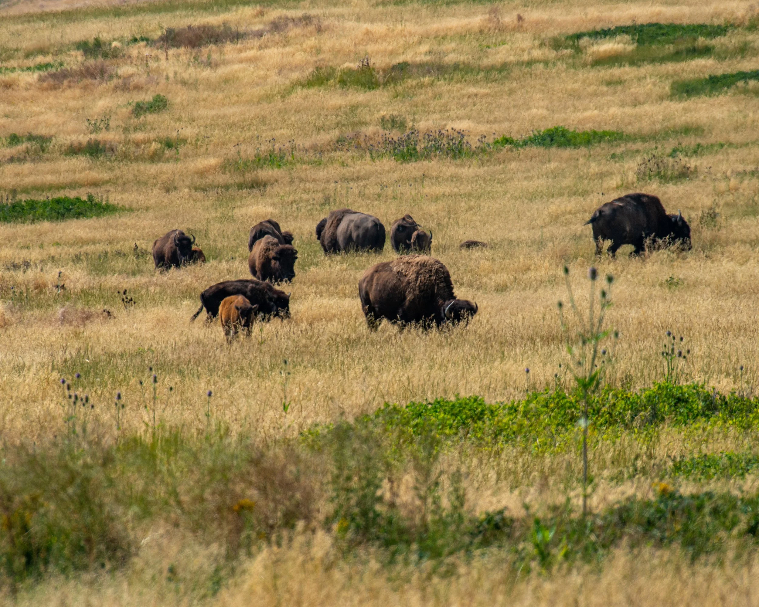 CSKT Bison Range-80.jpg