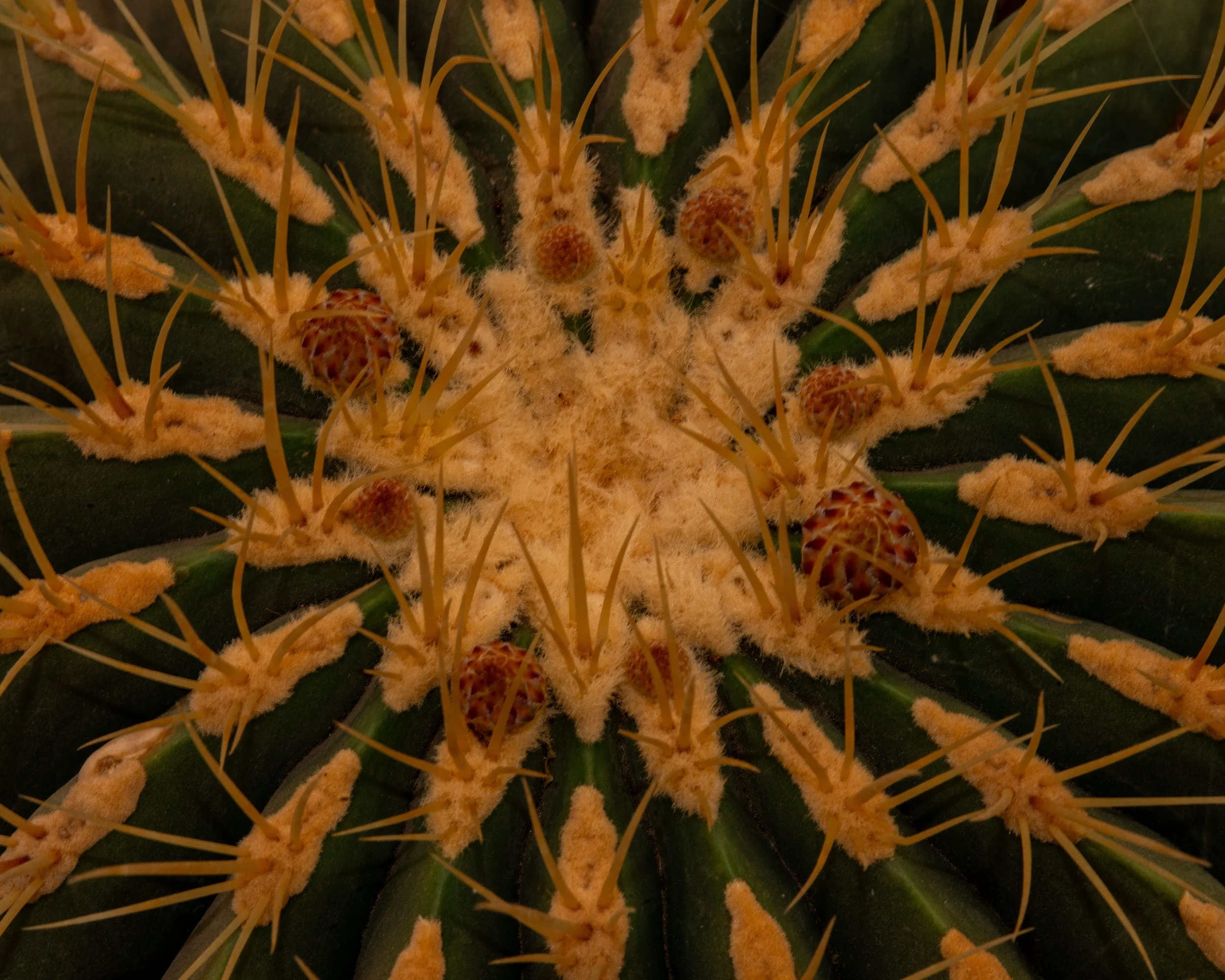 Chihuahuan Desert NC-66.jpg