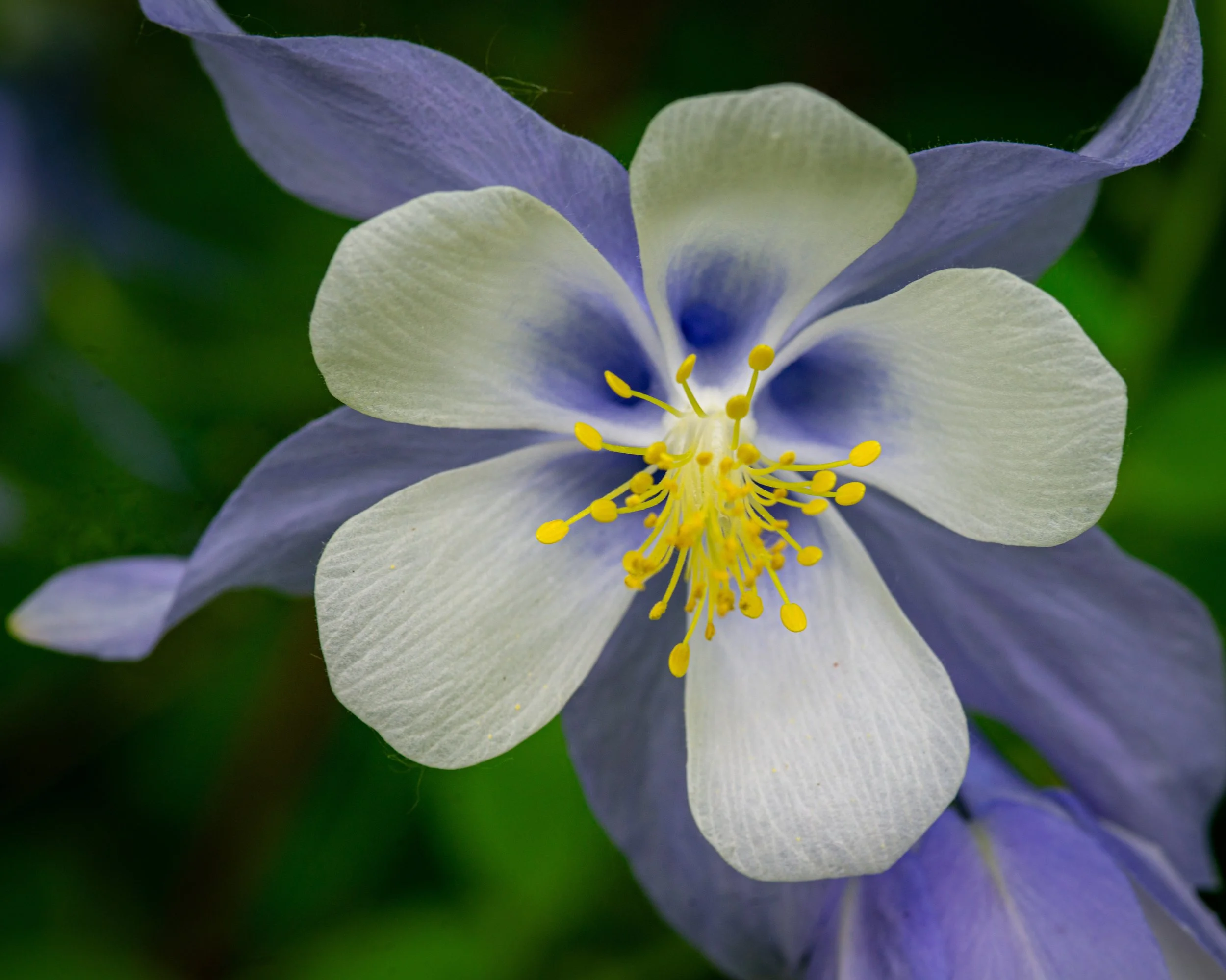 Fernie Flowers-211.jpg