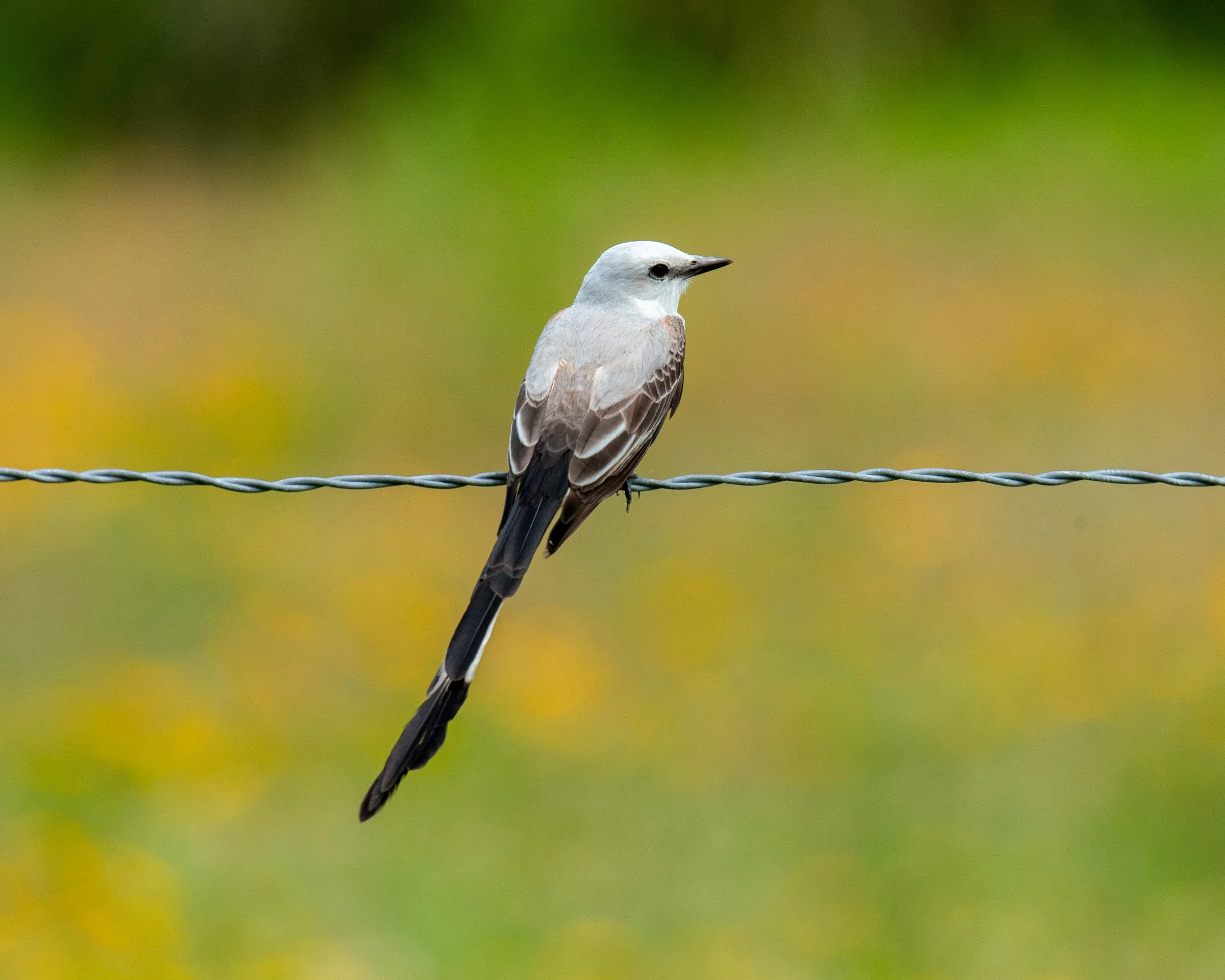 Galveston Island-326.jpg