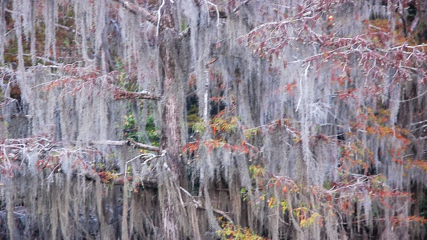 Caddo Lake SP-058.jpg