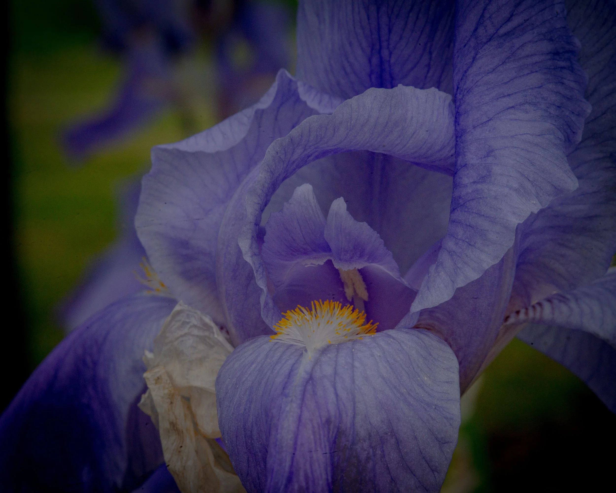 Fernie Flowers-297.jpg