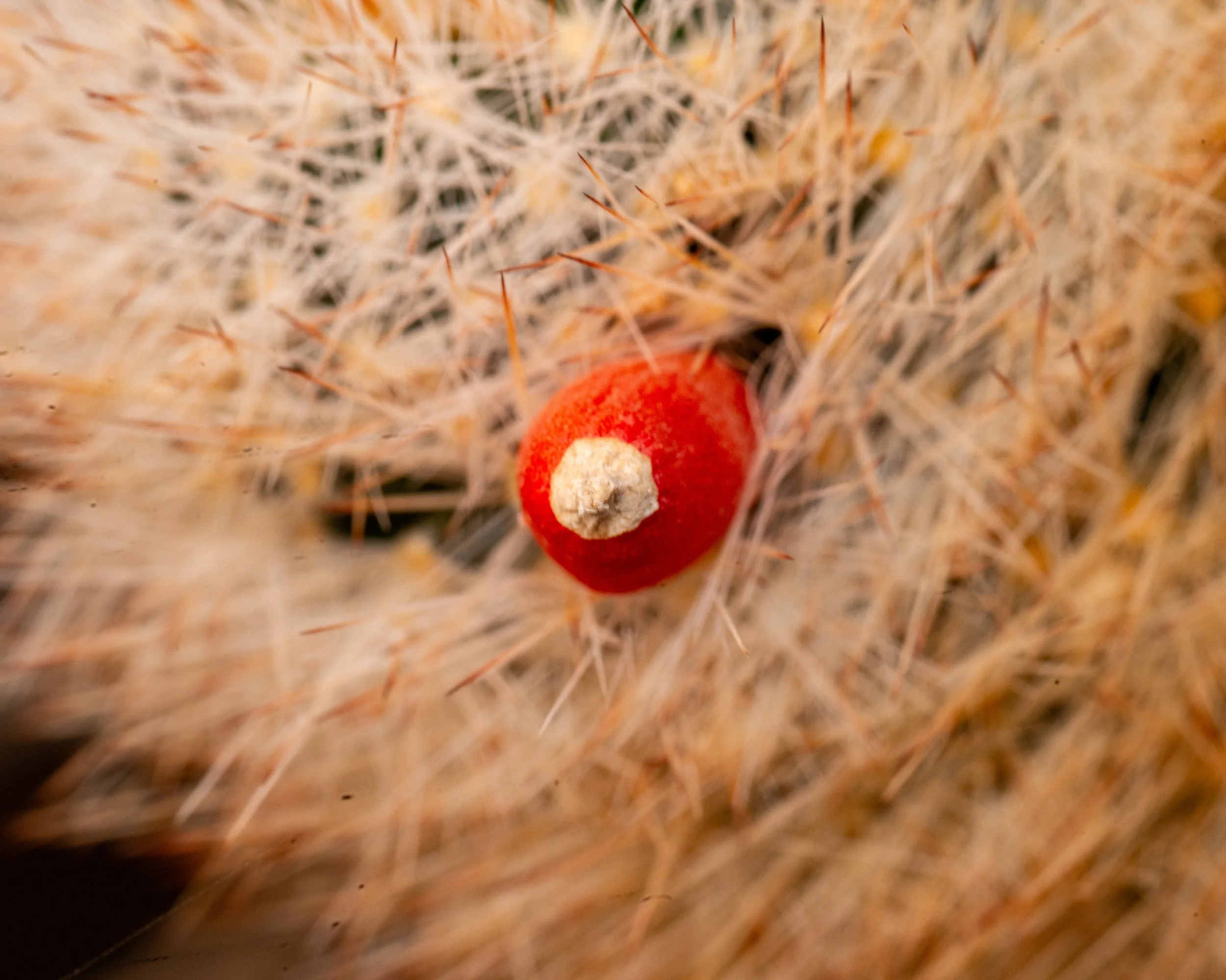 Chihuahuan Desert NC-90.jpg