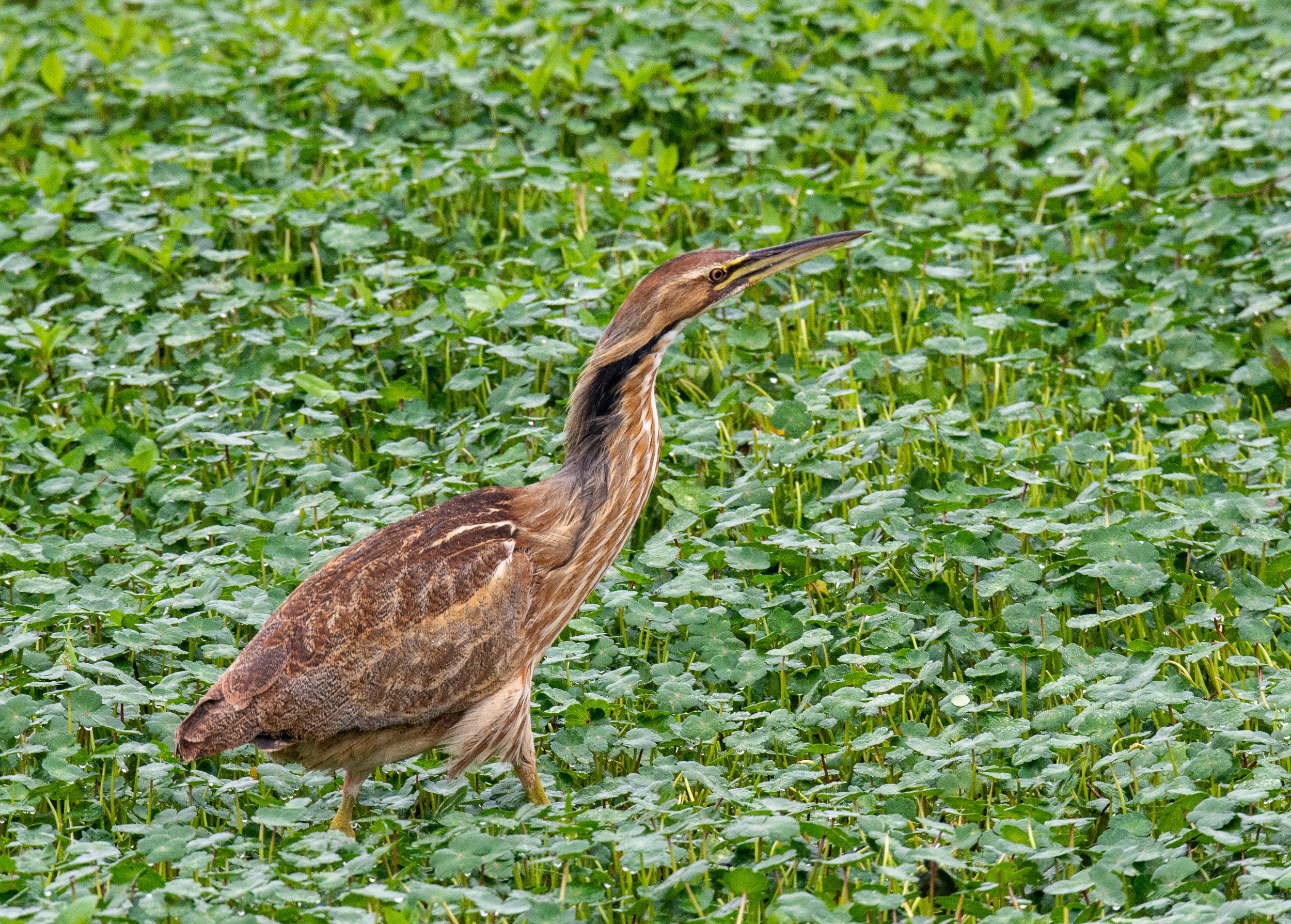 Brazos Bend SP-327.jpg