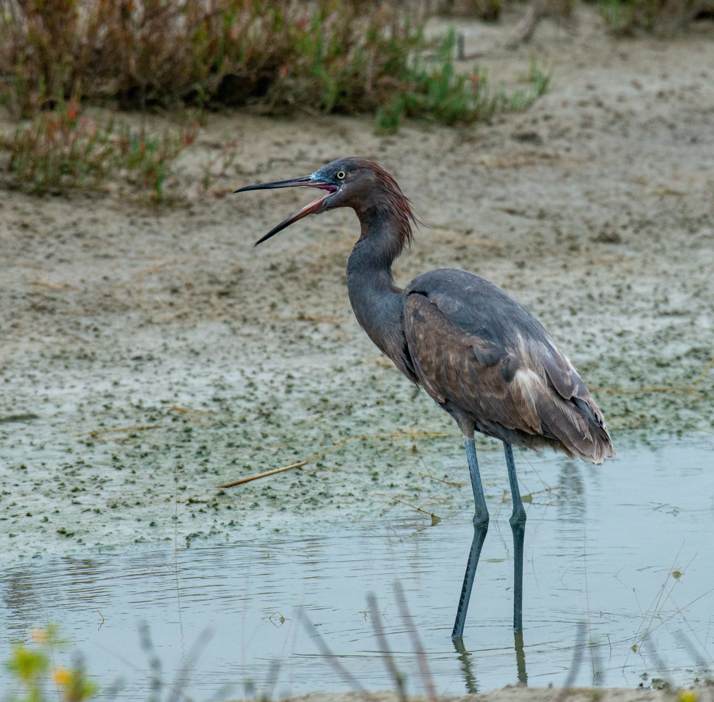 Port Aransas Birds-21.jpg