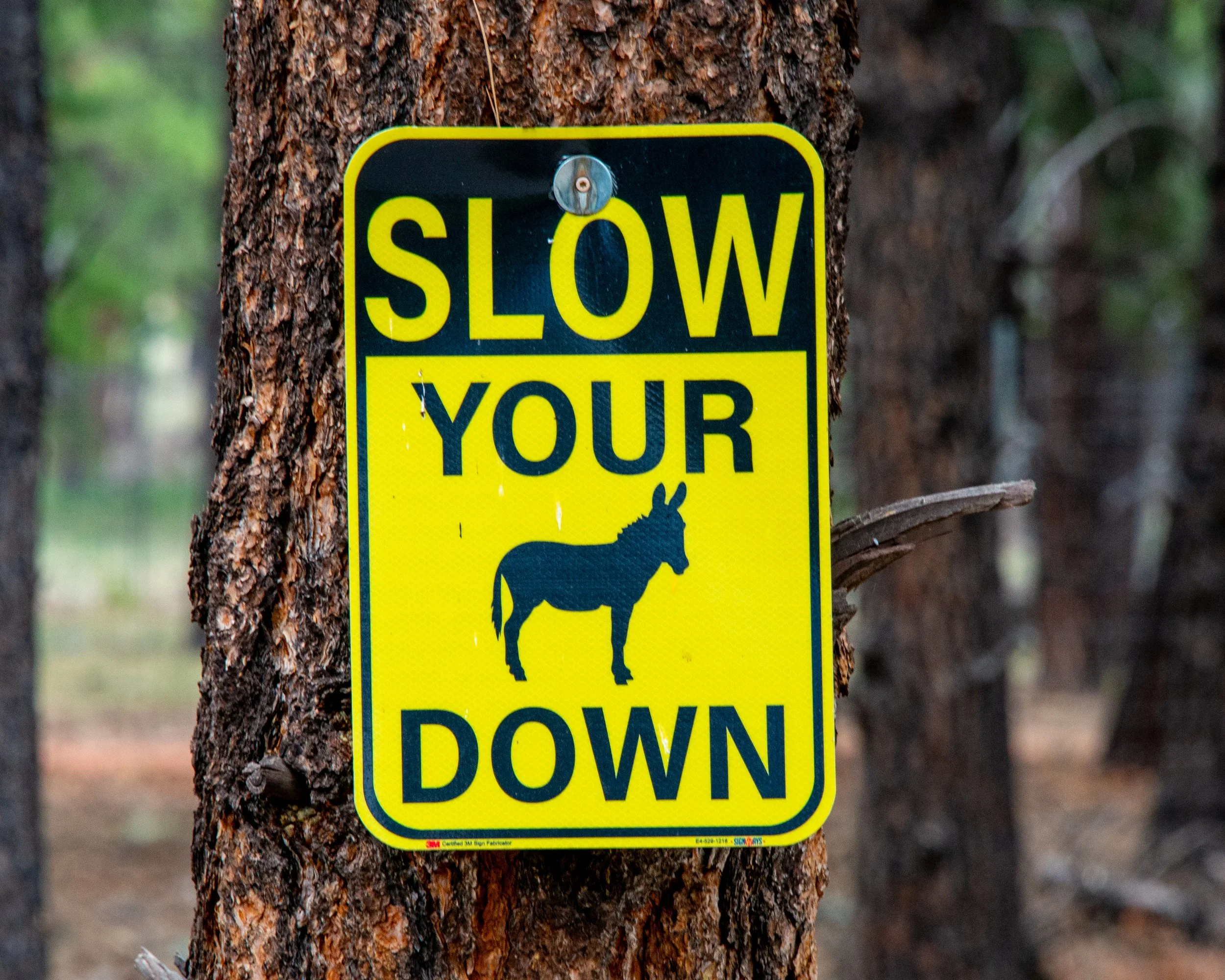 Bearizona WP-213.jpg