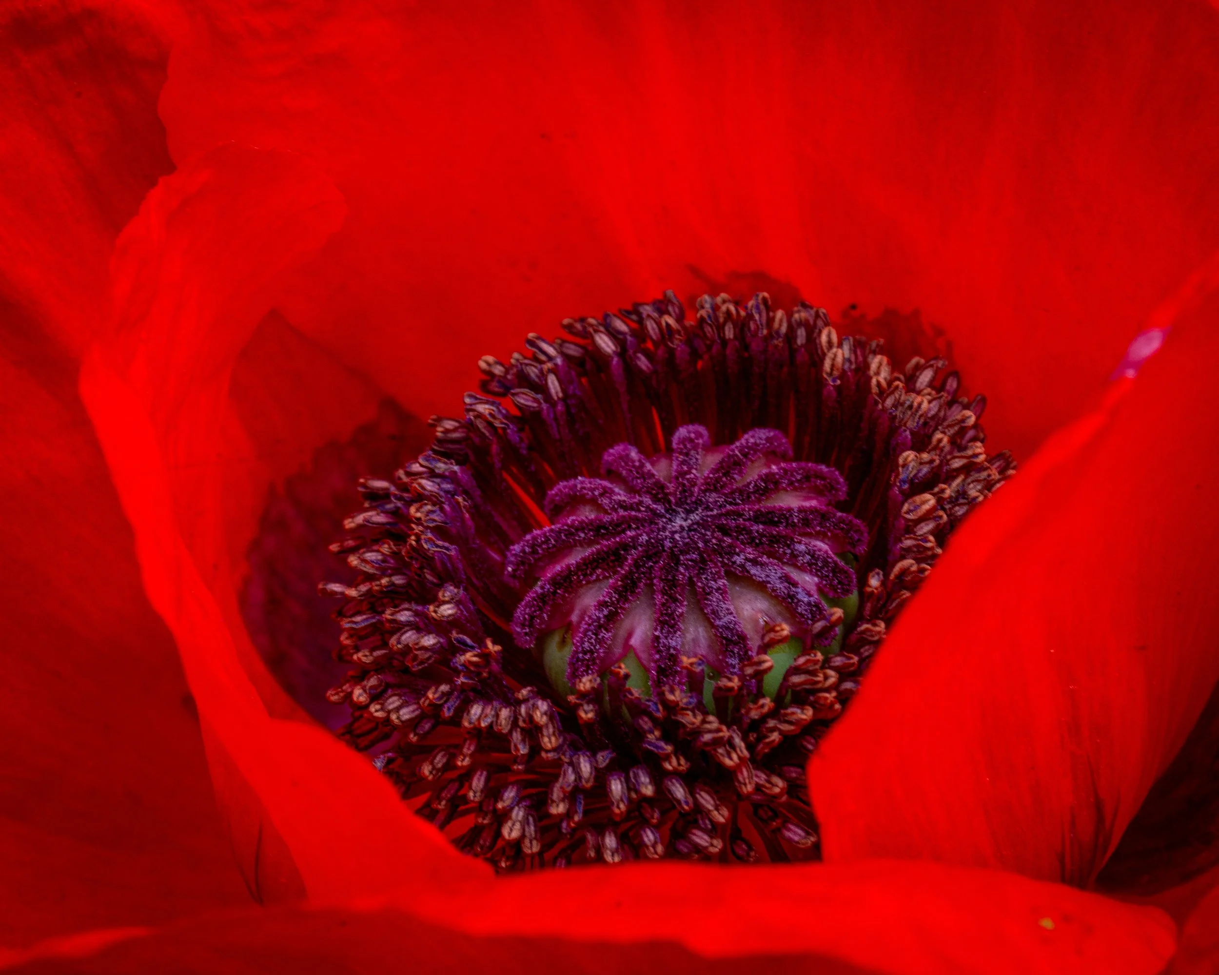 Fernie Flowers-390.jpg