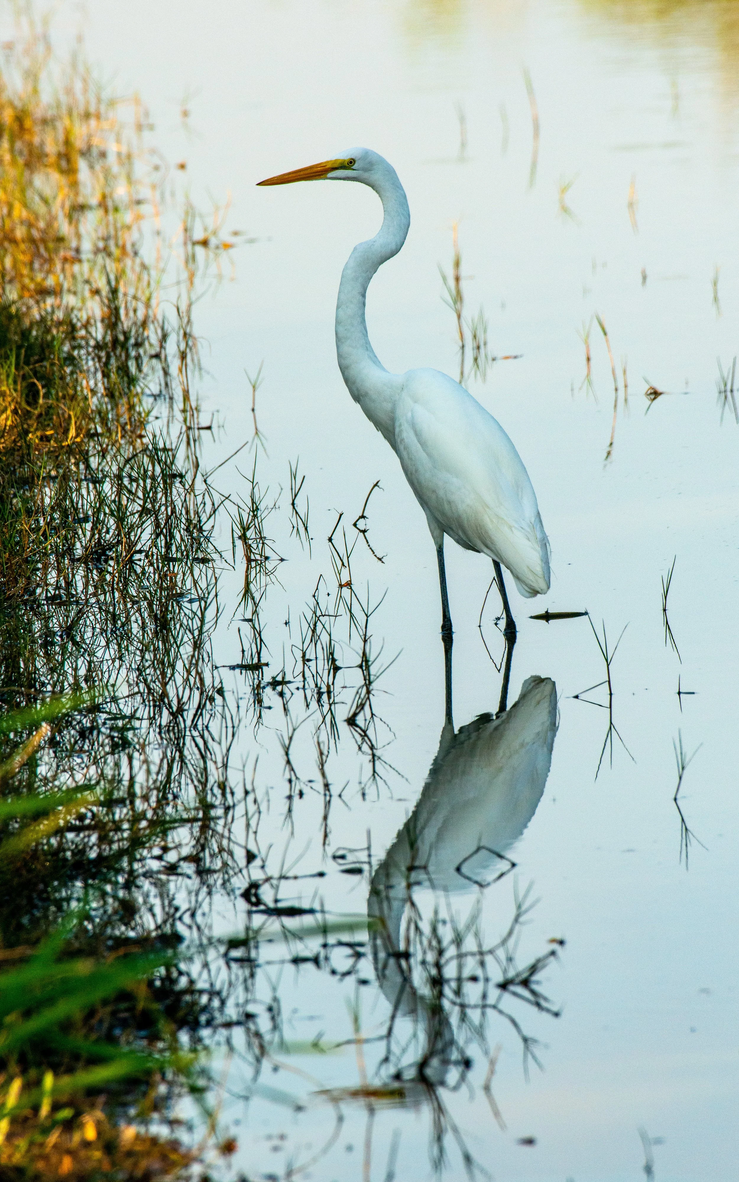 Goose Island SP Birds-283-2.jpg