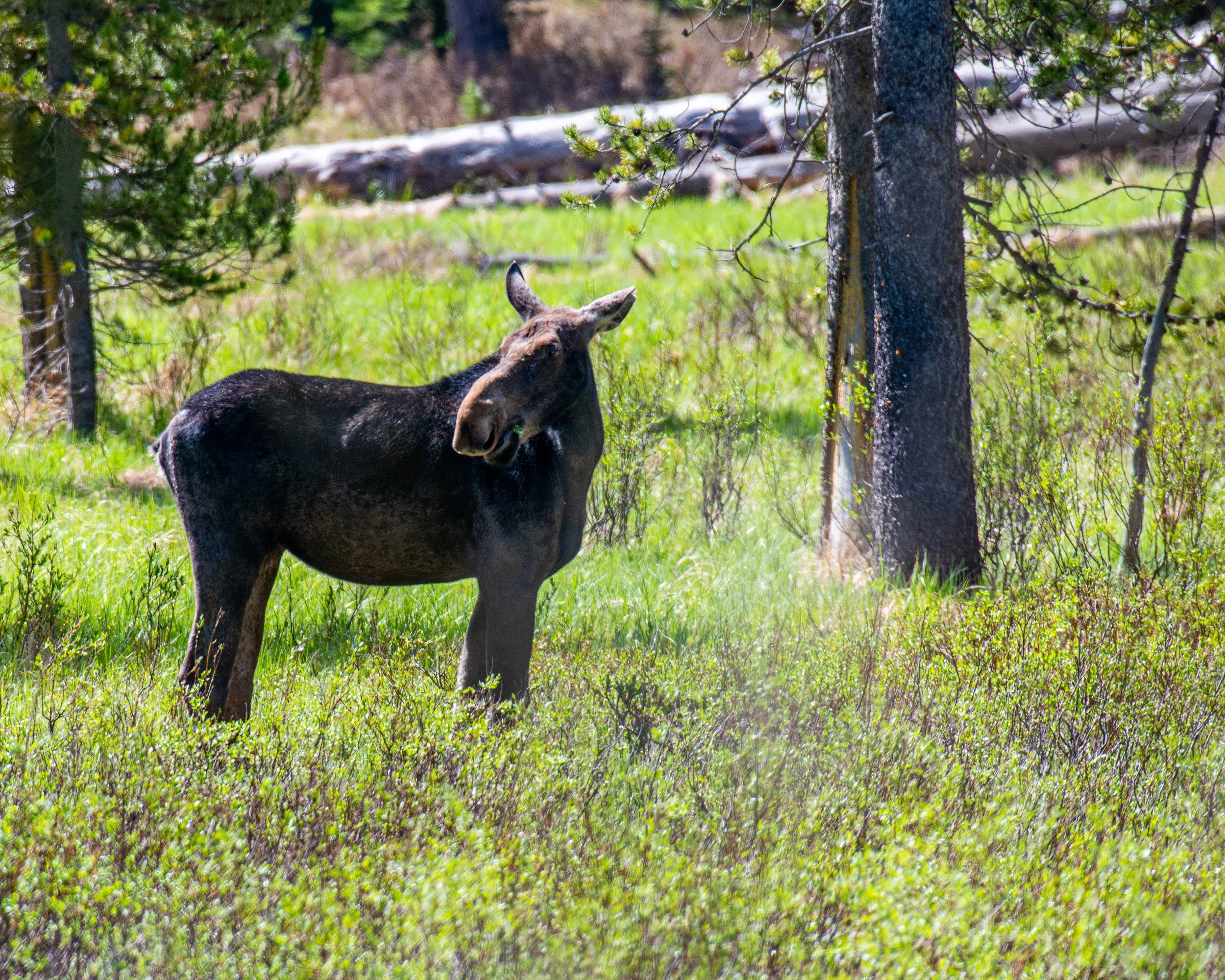 Yellowstone NP-1000.jpg